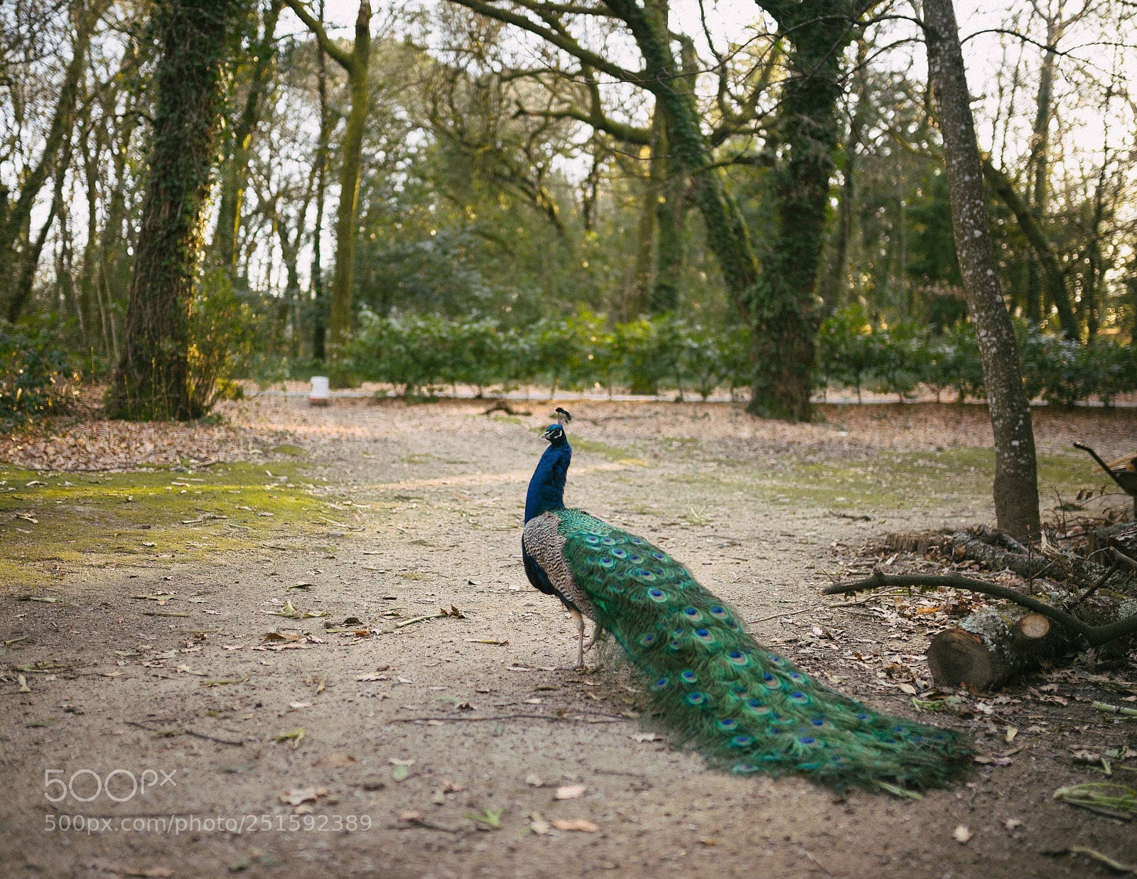Nikon D610 sample photo. Untitled photography