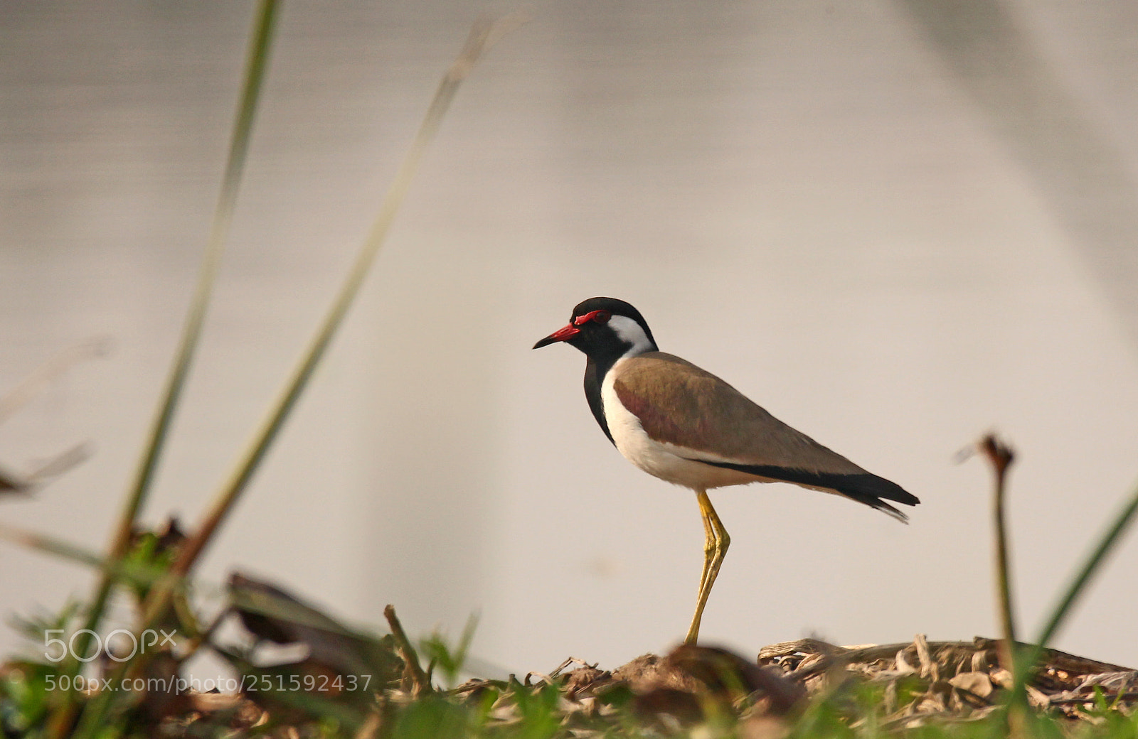 Canon EOS 60D sample photo. Red wattled lapwing photography