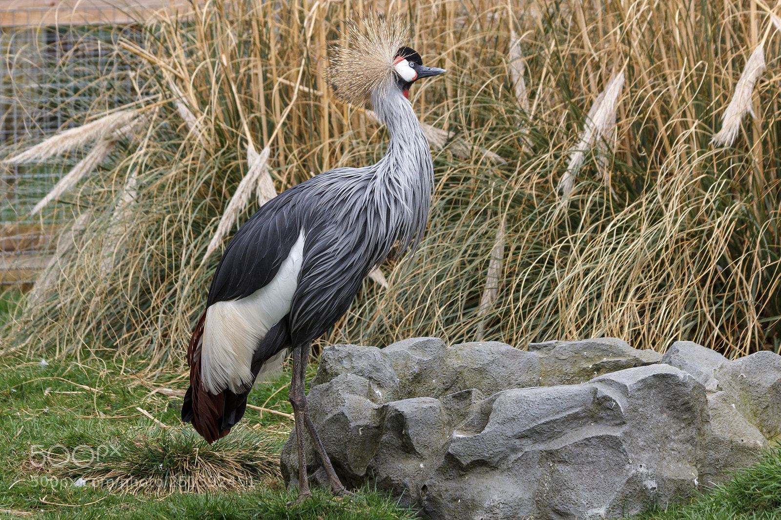 Canon EOS 1200D (EOS Rebel T5 / EOS Kiss X70 / EOS Hi) sample photo. Grey necked crowned crane photography