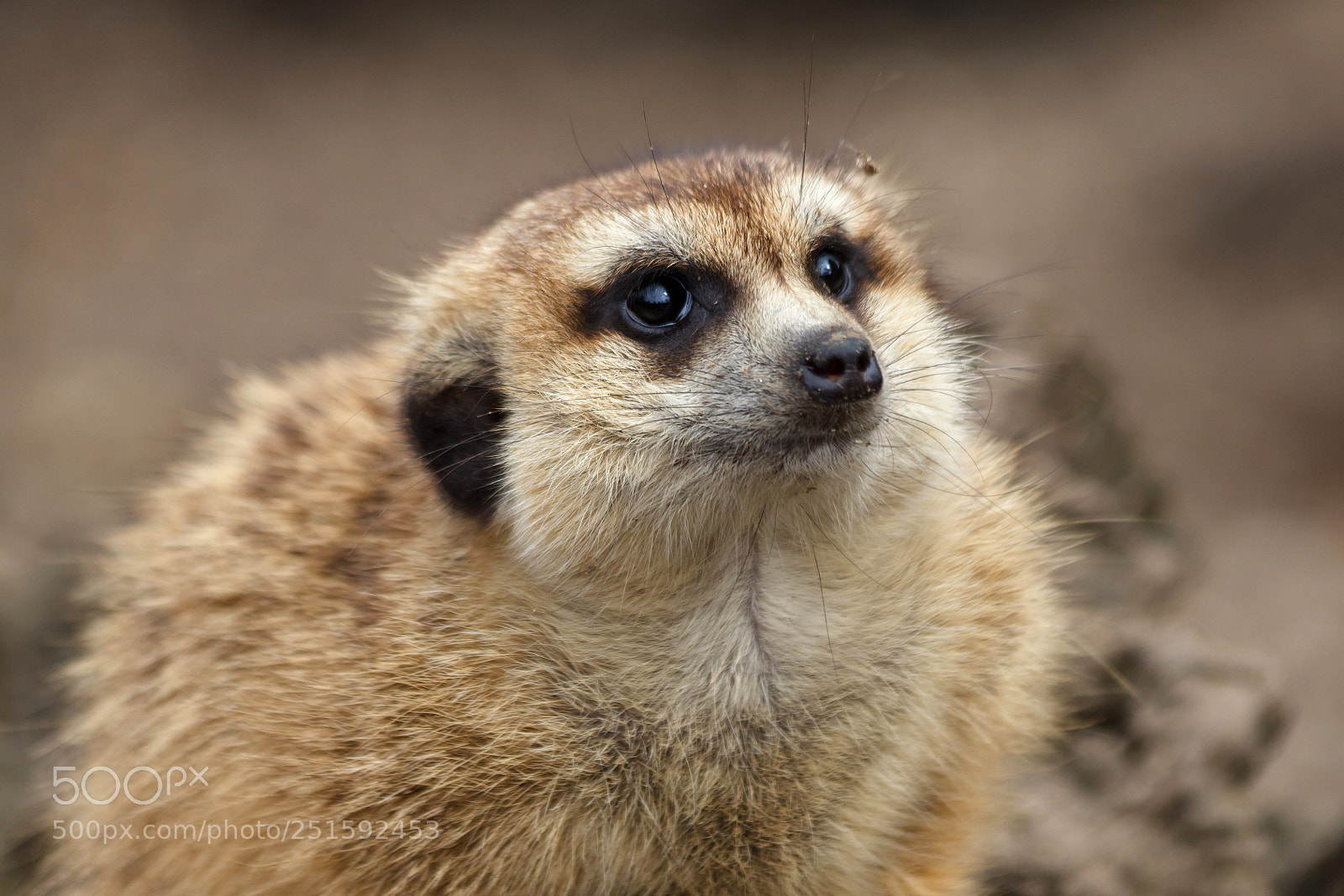 Canon EOS 1200D (EOS Rebel T5 / EOS Kiss X70 / EOS Hi) sample photo. Meerkat photography