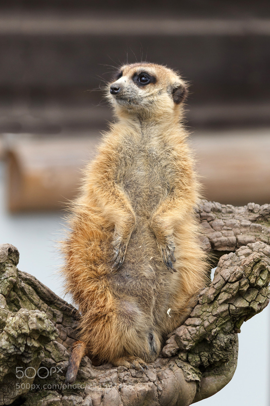 Canon EOS 1200D (EOS Rebel T5 / EOS Kiss X70 / EOS Hi) sample photo. Meerkat photography