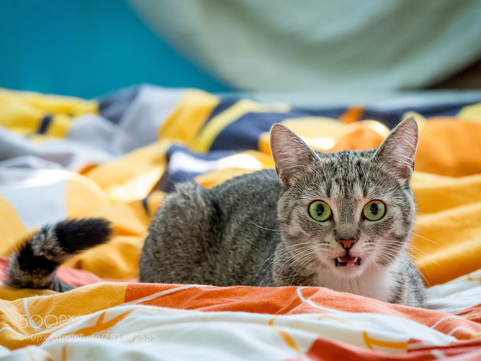 Olympus OM-D E-M10 II sample photo. I can't believe my photography