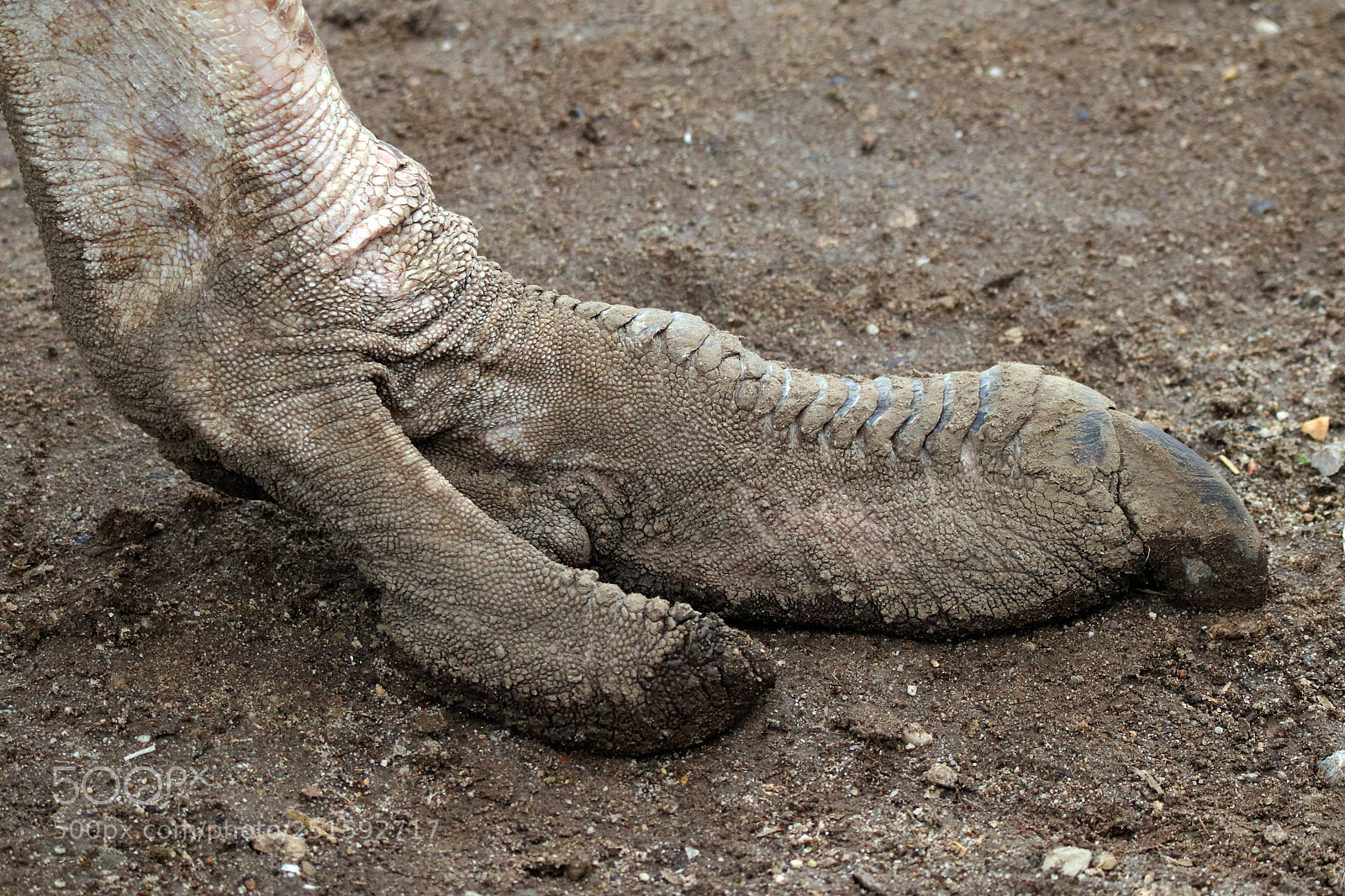 Canon EOS 80D sample photo. Foot of an ostrich photography