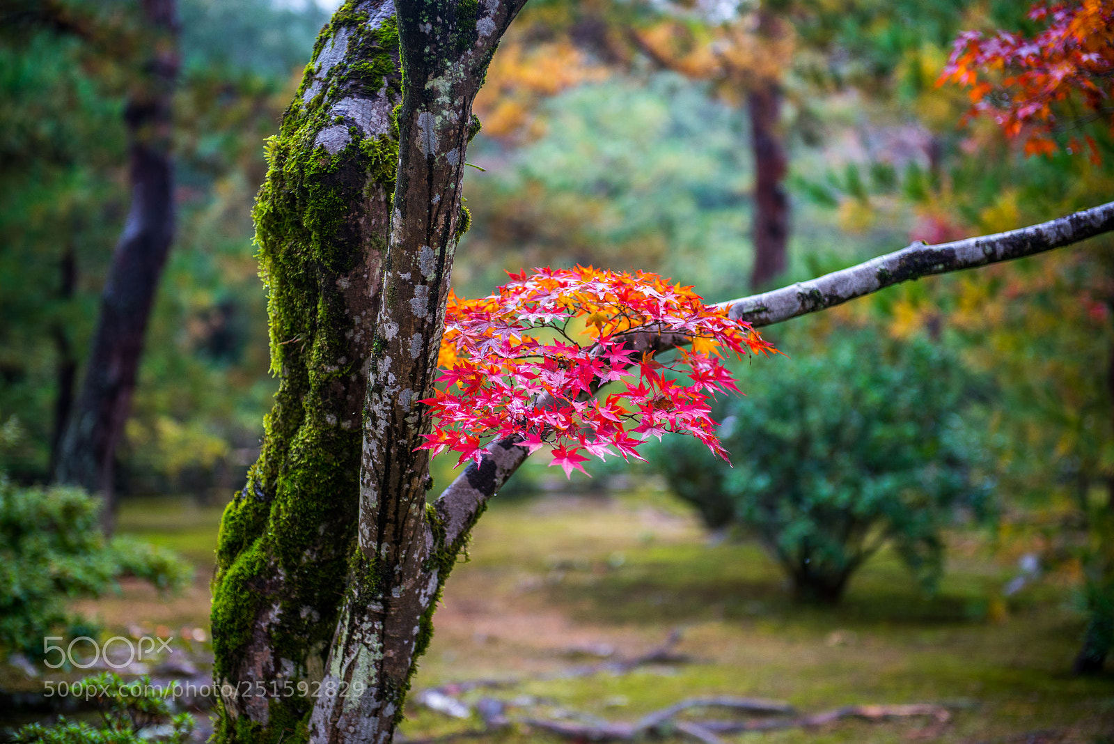 Nikon D600 sample photo. Japan photography