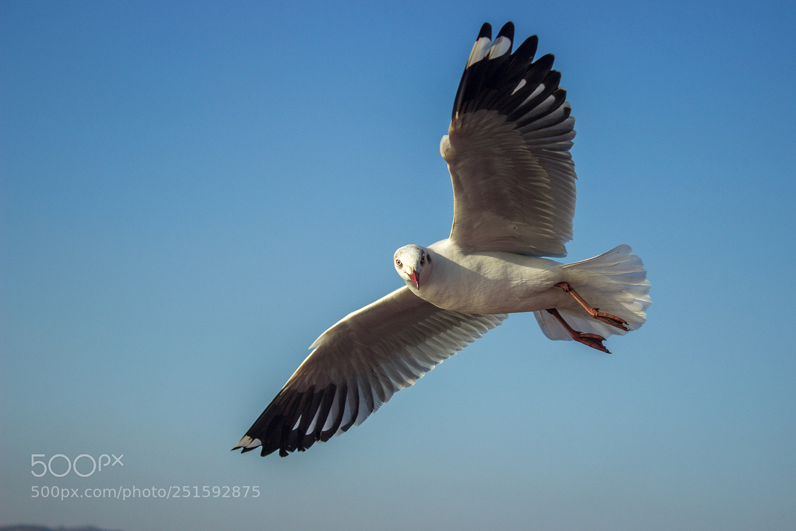 Canon EOS 600D (Rebel EOS T3i / EOS Kiss X5) sample photo. Seagull in flight photography