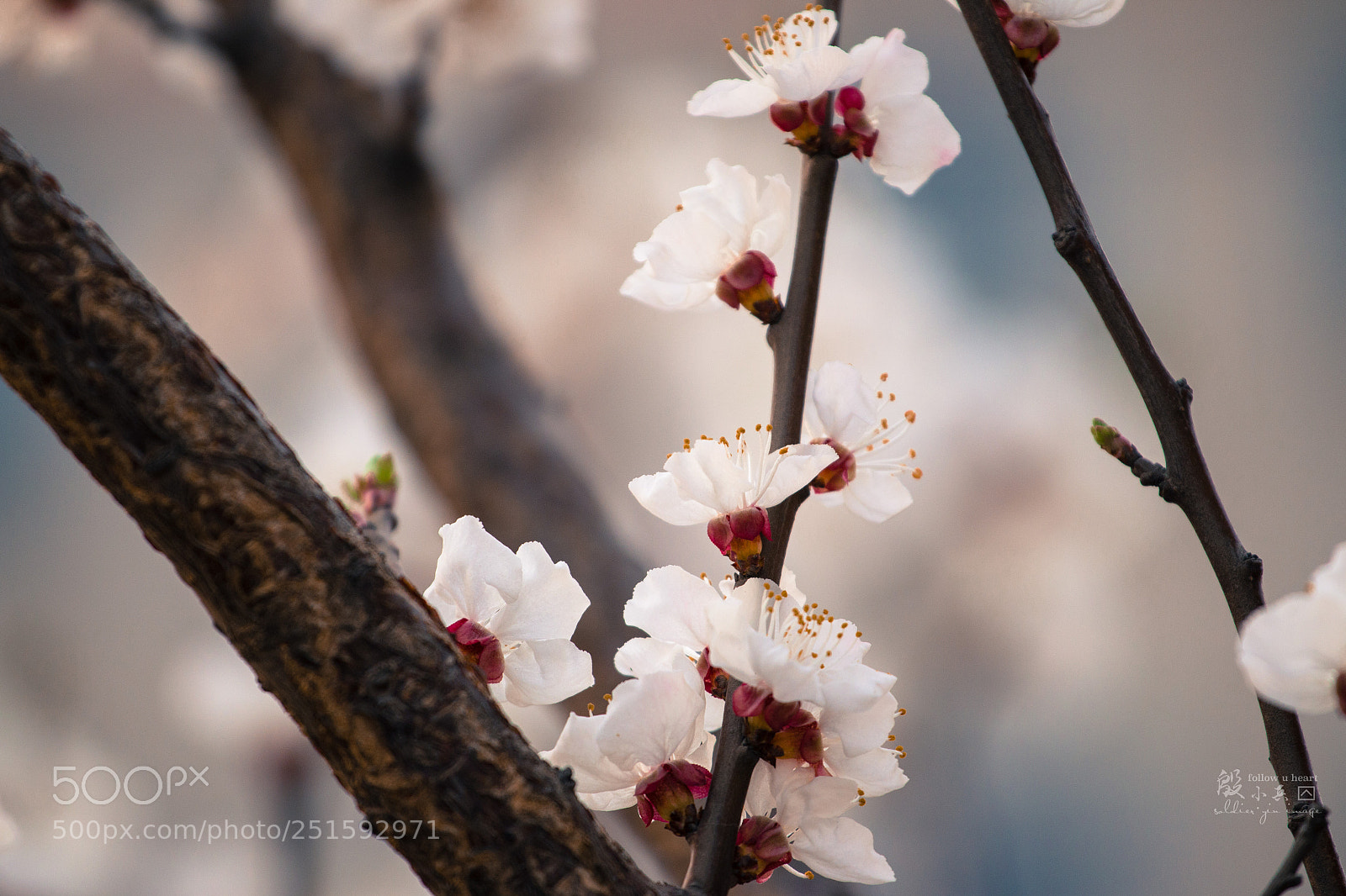 Canon EOS 70D sample photo. 花1 photography