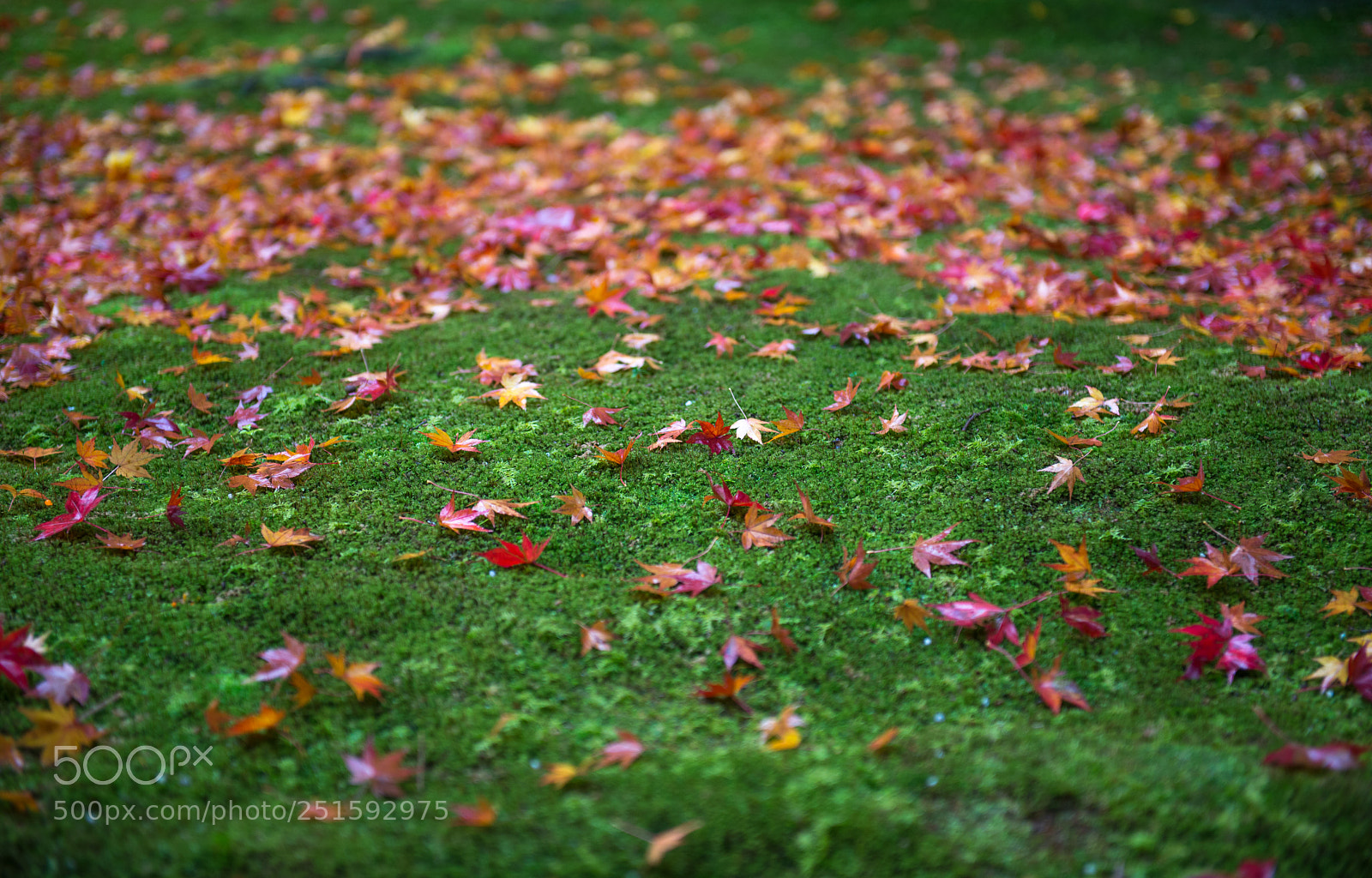 Nikon D600 sample photo. Japan photography