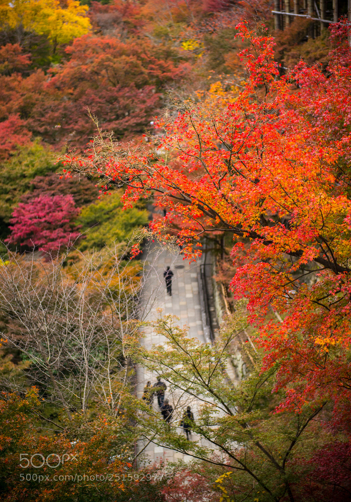 Nikon D600 sample photo. Japan photography