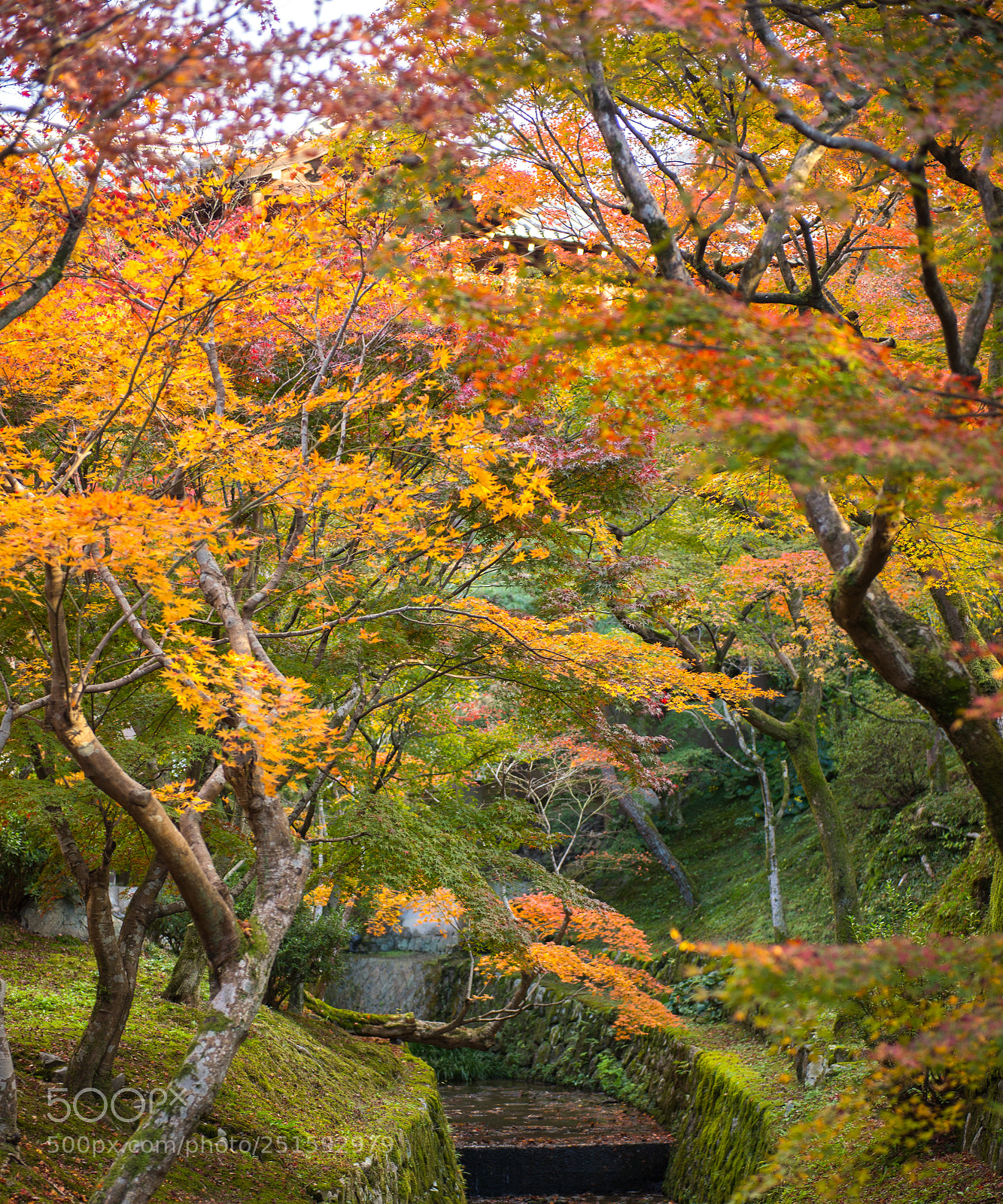 Nikon D600 sample photo. Japan photography