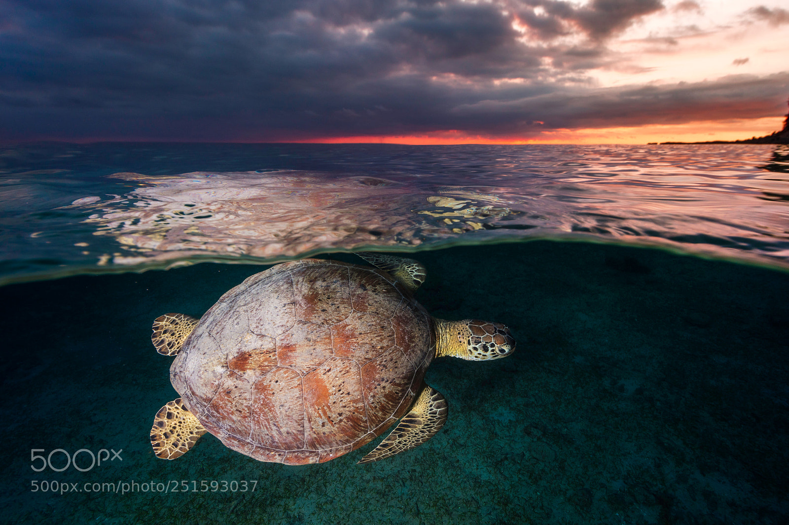 Canon EOS 5DS sample photo. Green sea turtle photography