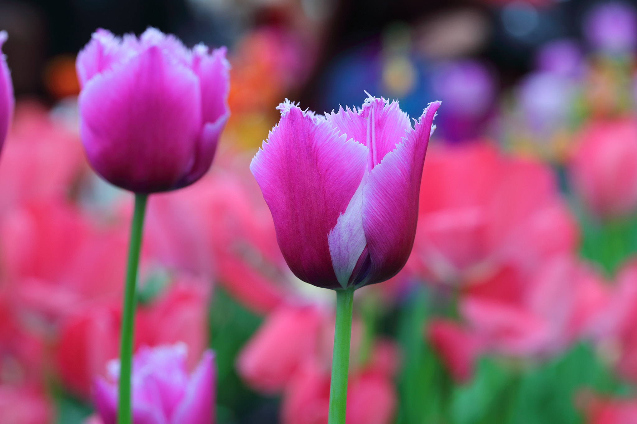 Canon EF 100mm F2.8L Macro IS USM sample photo. Stand gracefully photography