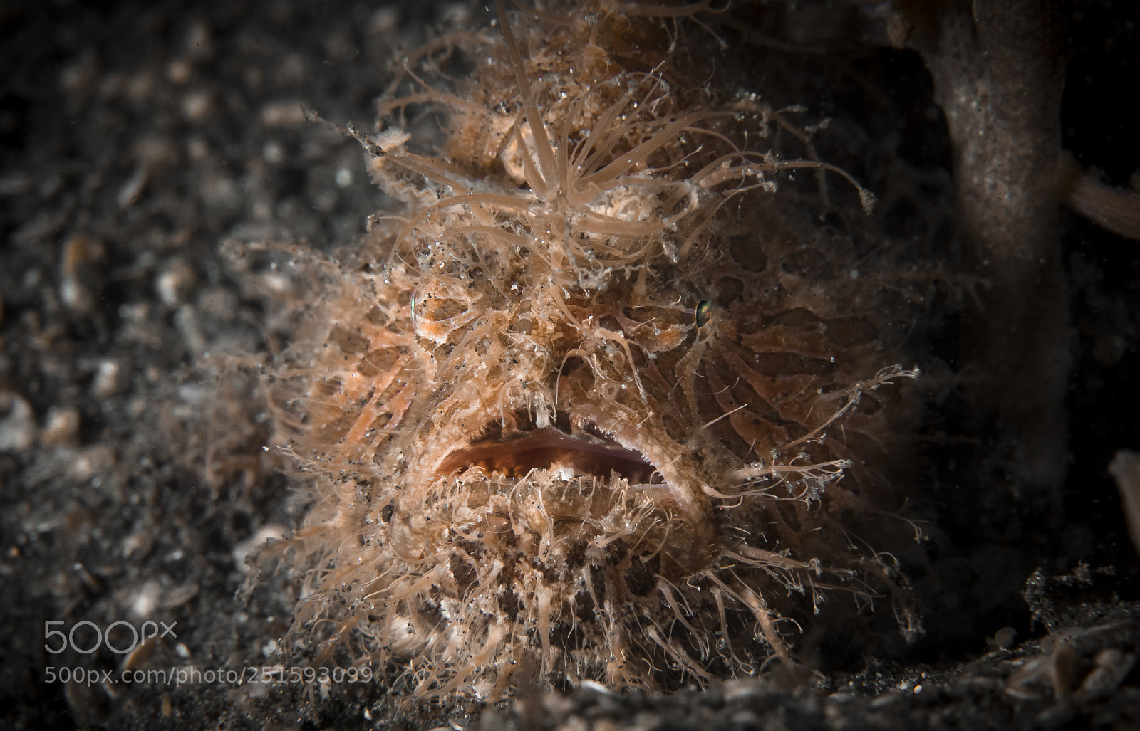 Canon EOS 5D Mark IV sample photo. Hairy frogfish (antennarius striatus) photography
