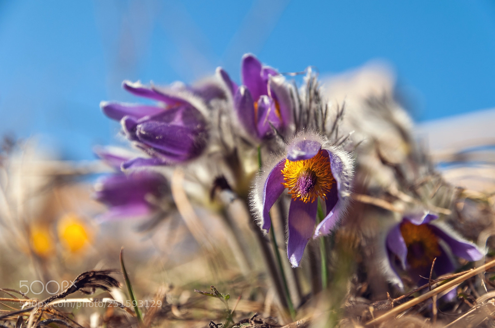 Nikon D5000 sample photo. Pasque-flowers photography