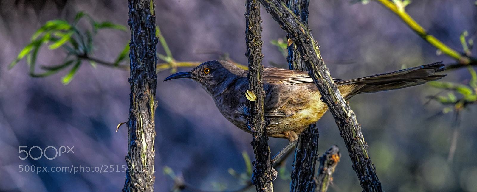 Nikon D5 sample photo. Curved-billed thrasher photography