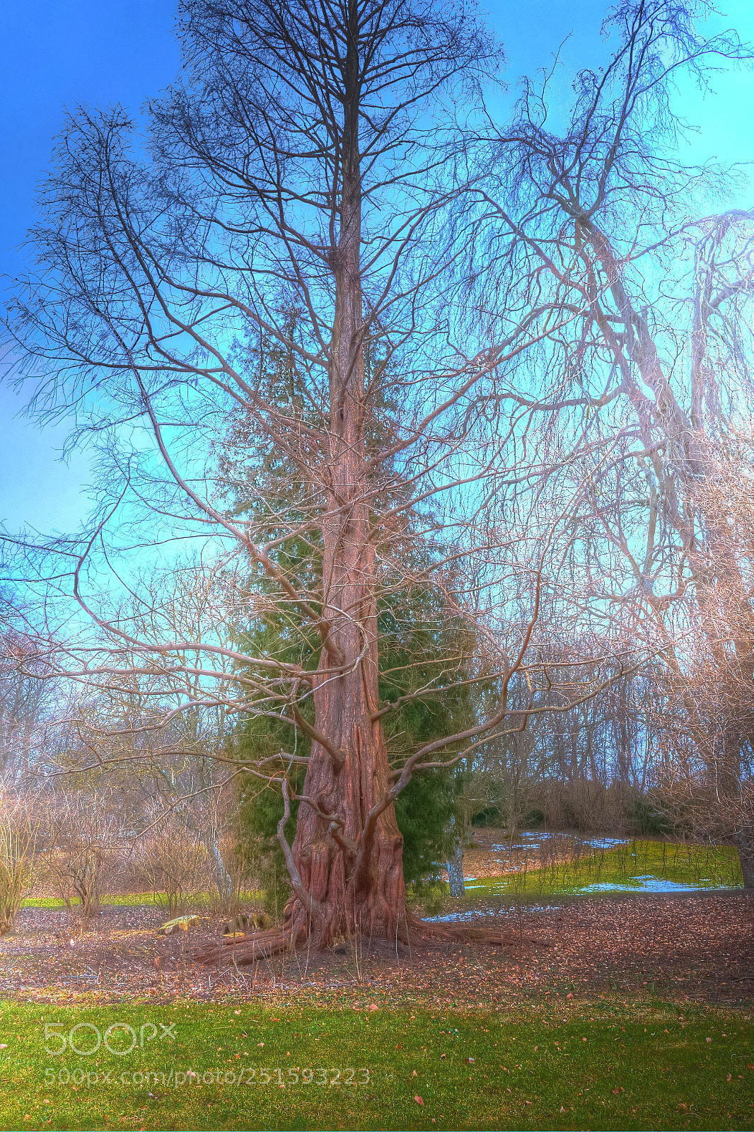 Sony a7R II sample photo. Tree of life photography