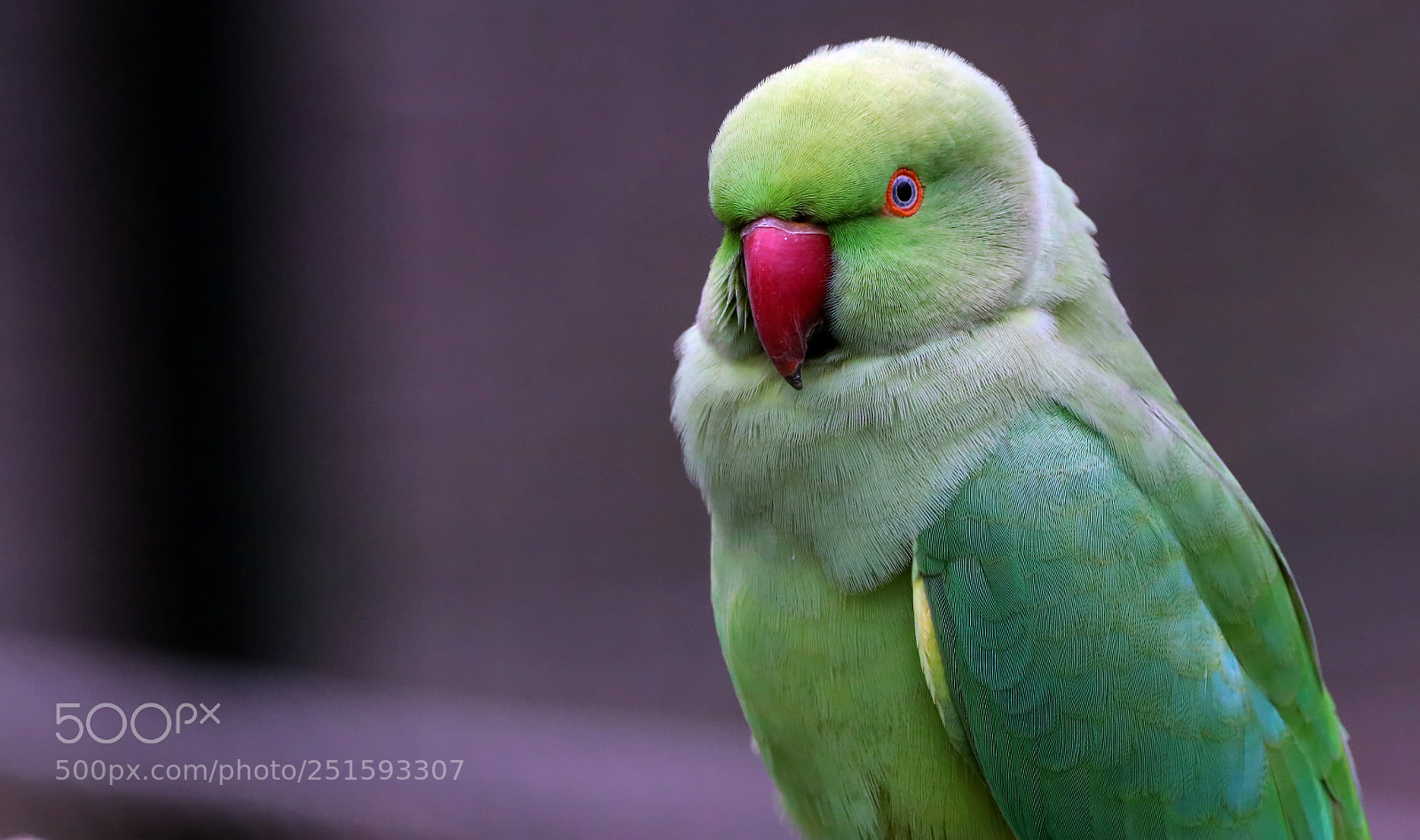 Canon EOS 80D sample photo. Think green photography