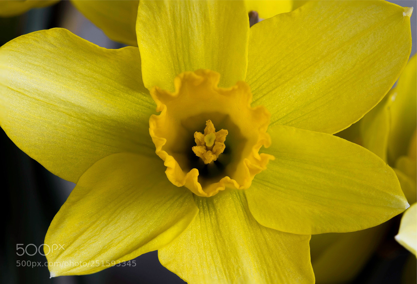 Canon EOS 1300D (EOS Rebel T6 / EOS Kiss X80) sample photo. Narcis photography