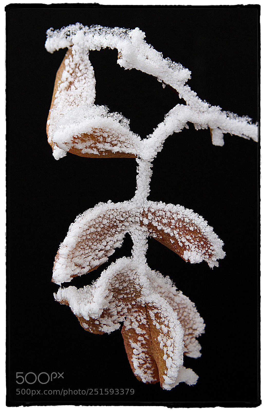 Canon EOS 7D sample photo. Frosted leaves 1. photography