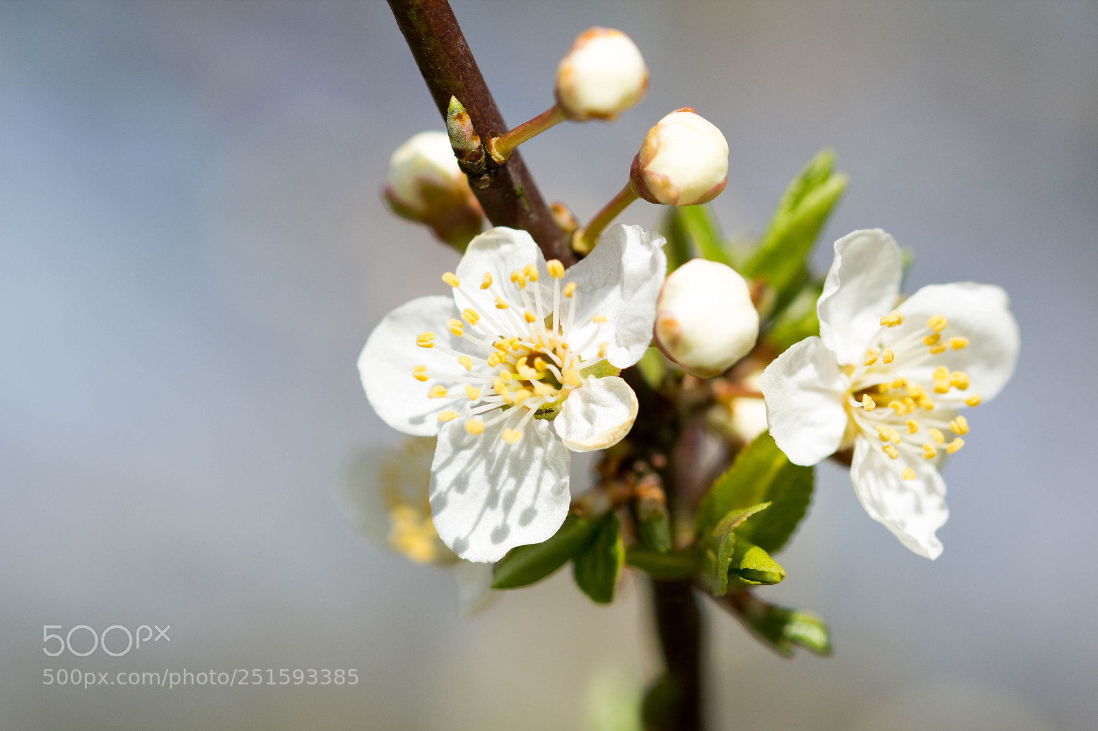 Canon EOS 60D sample photo. K fer in der photography