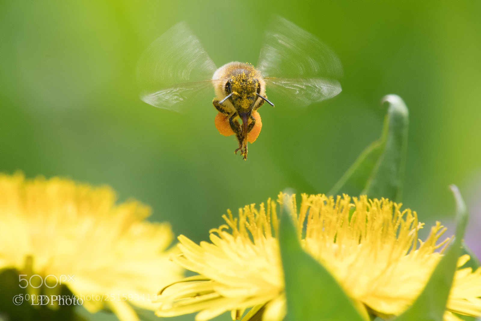 Nikon D500 sample photo. Face of bee. photography