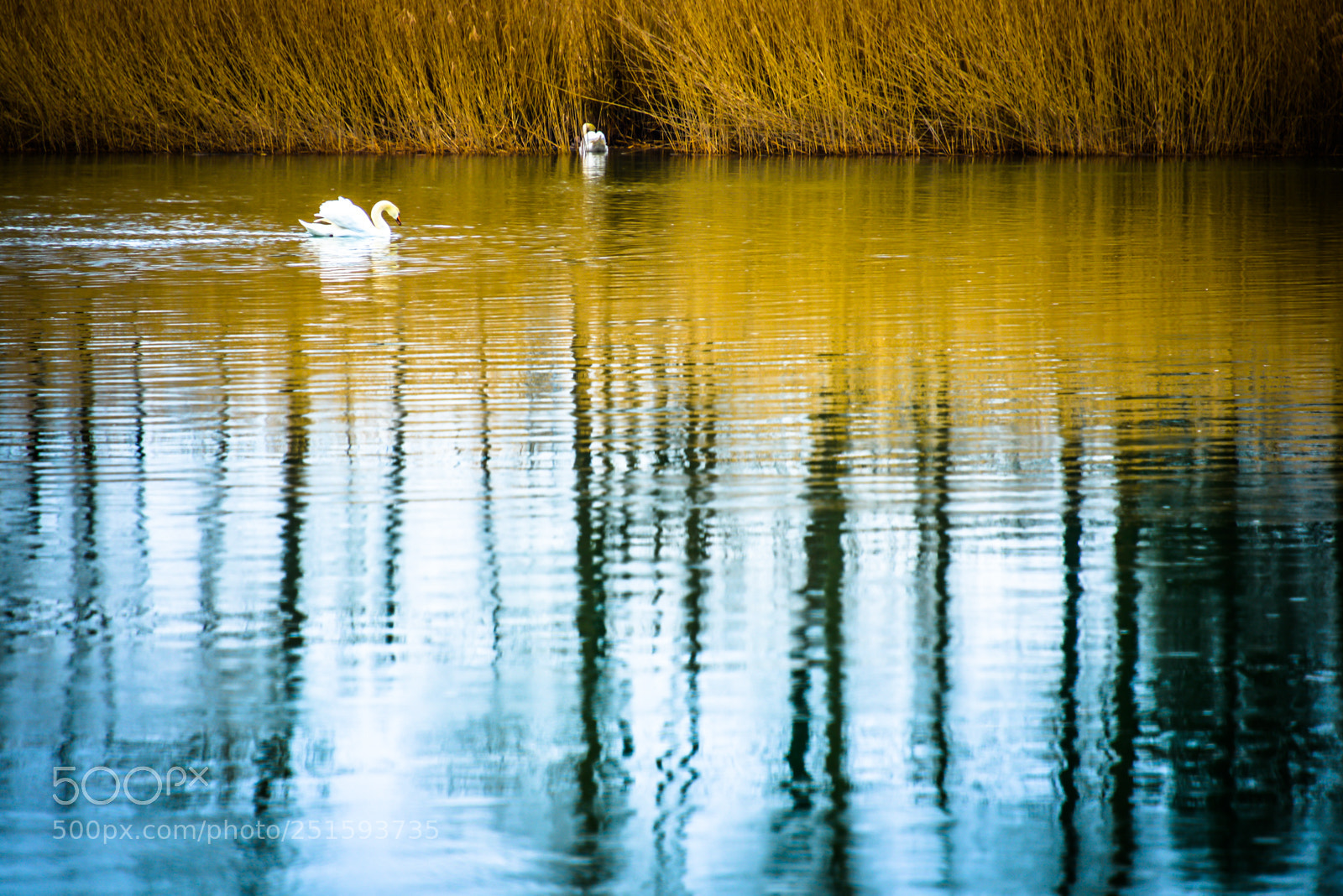 Nikon D600 sample photo. Bar coded swans photography