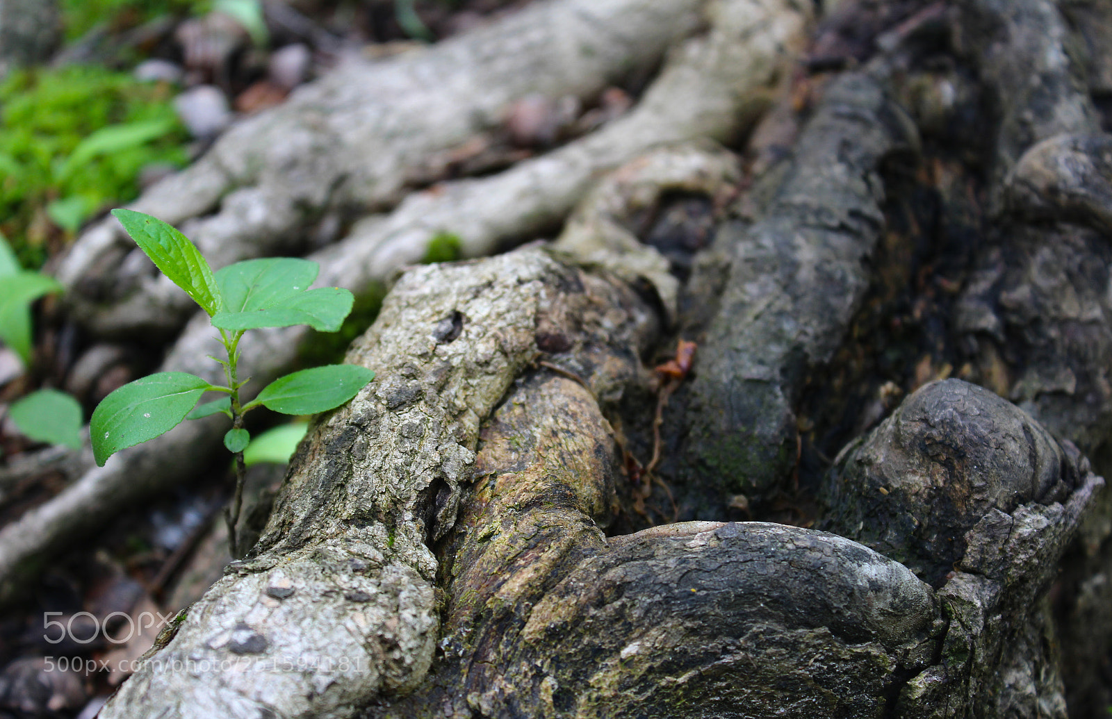 Canon EOS 1200D (EOS Rebel T5 / EOS Kiss X70 / EOS Hi) sample photo. Growth photography
