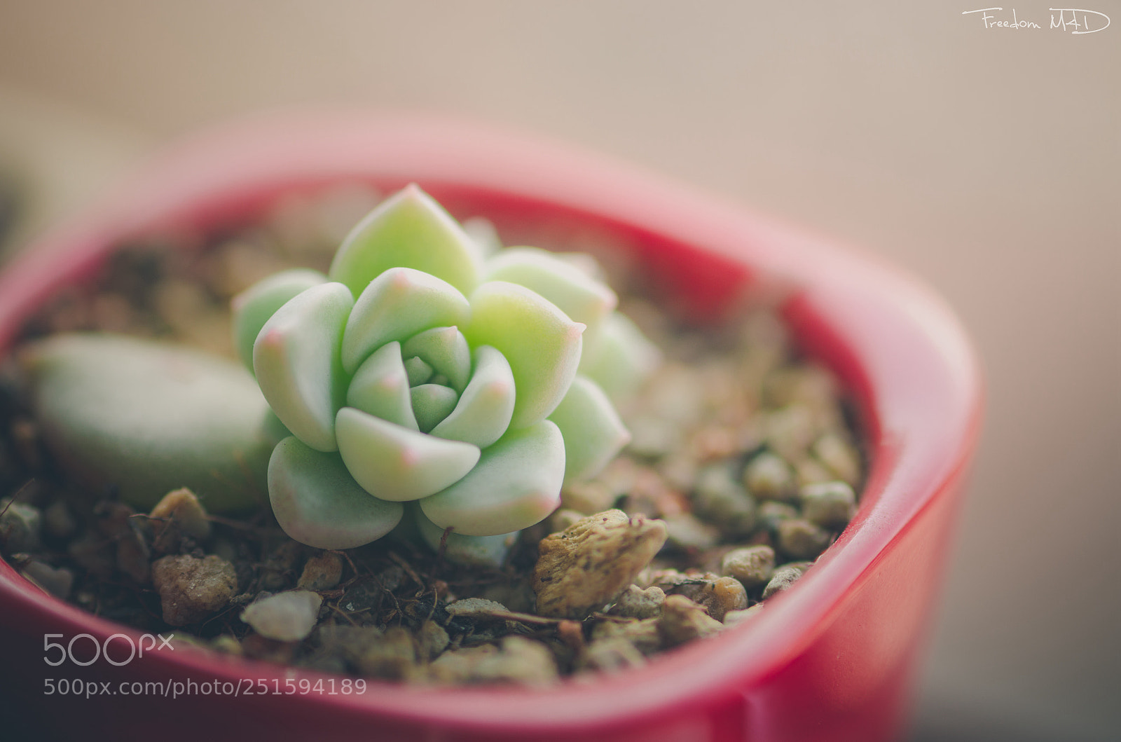 Nikon D7000 sample photo. Green photography
