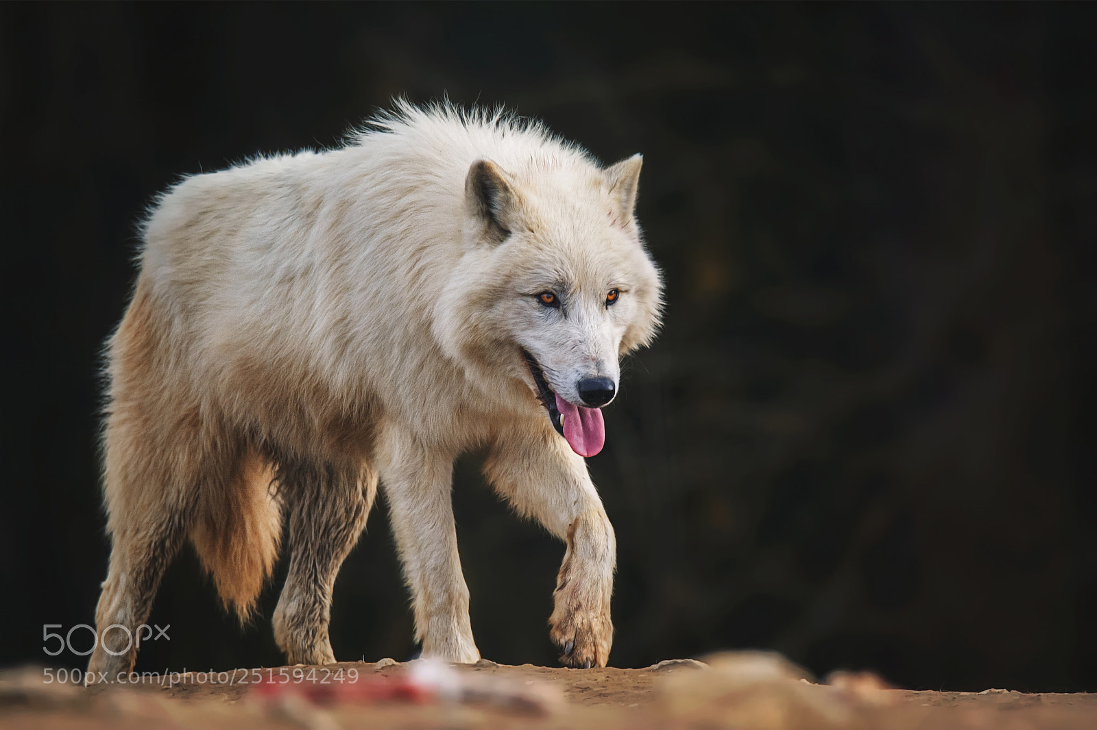Nikon D7100 sample photo. Arctic wolf photography