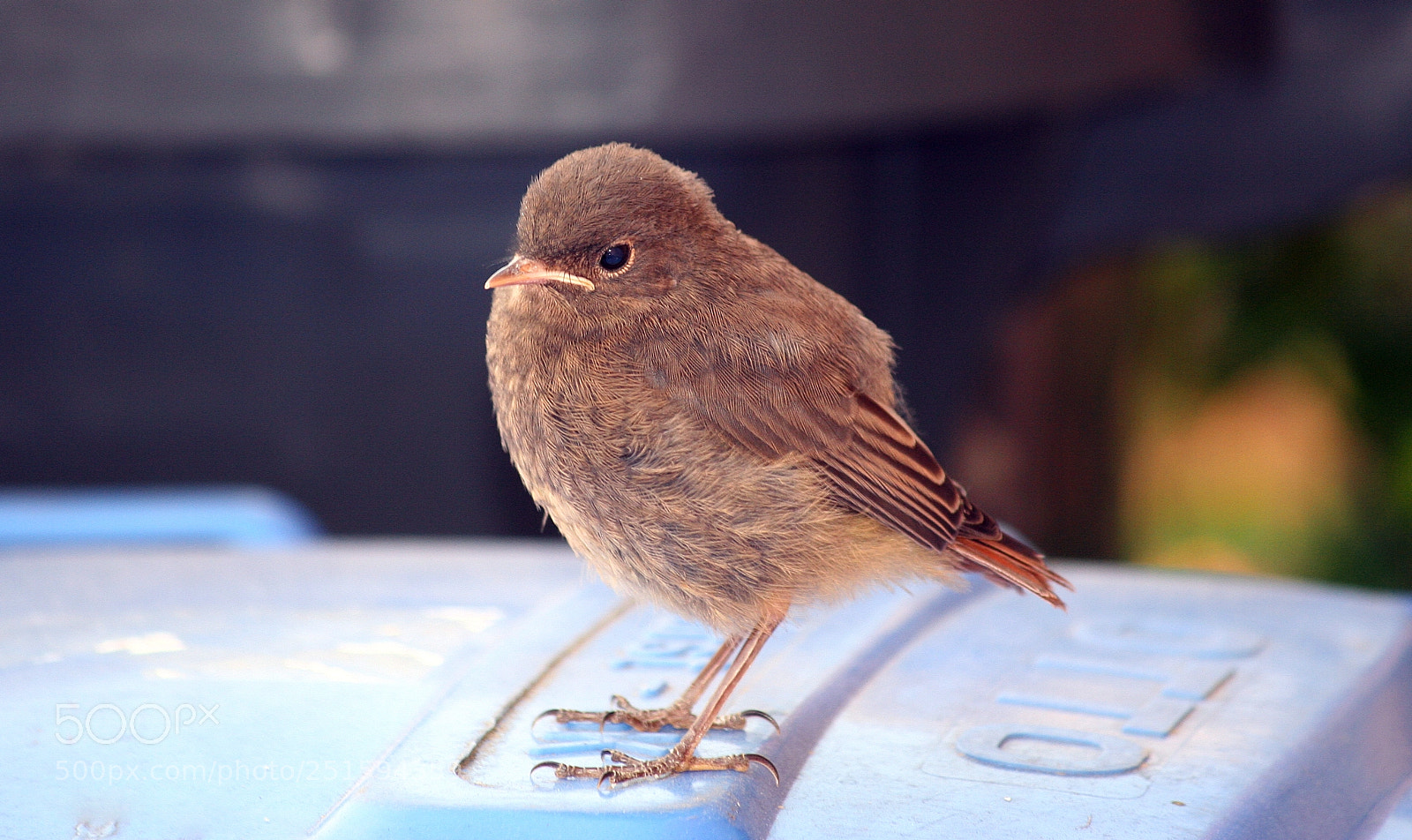 Canon EOS 350D (EOS Digital Rebel XT / EOS Kiss Digital N) sample photo. Young sparrow photography