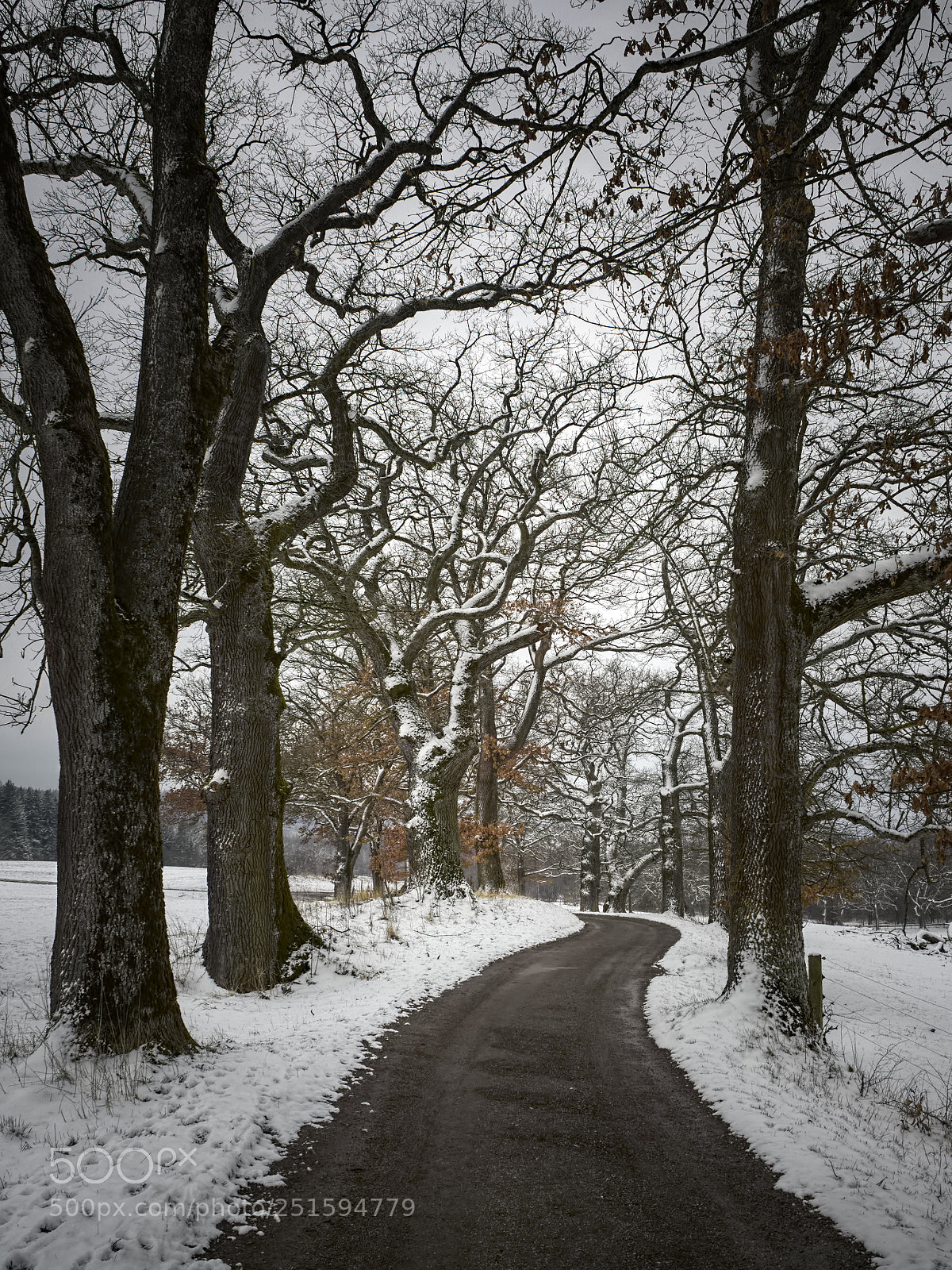 Olympus PEN E-PL5 sample photo. Leaving winter photography