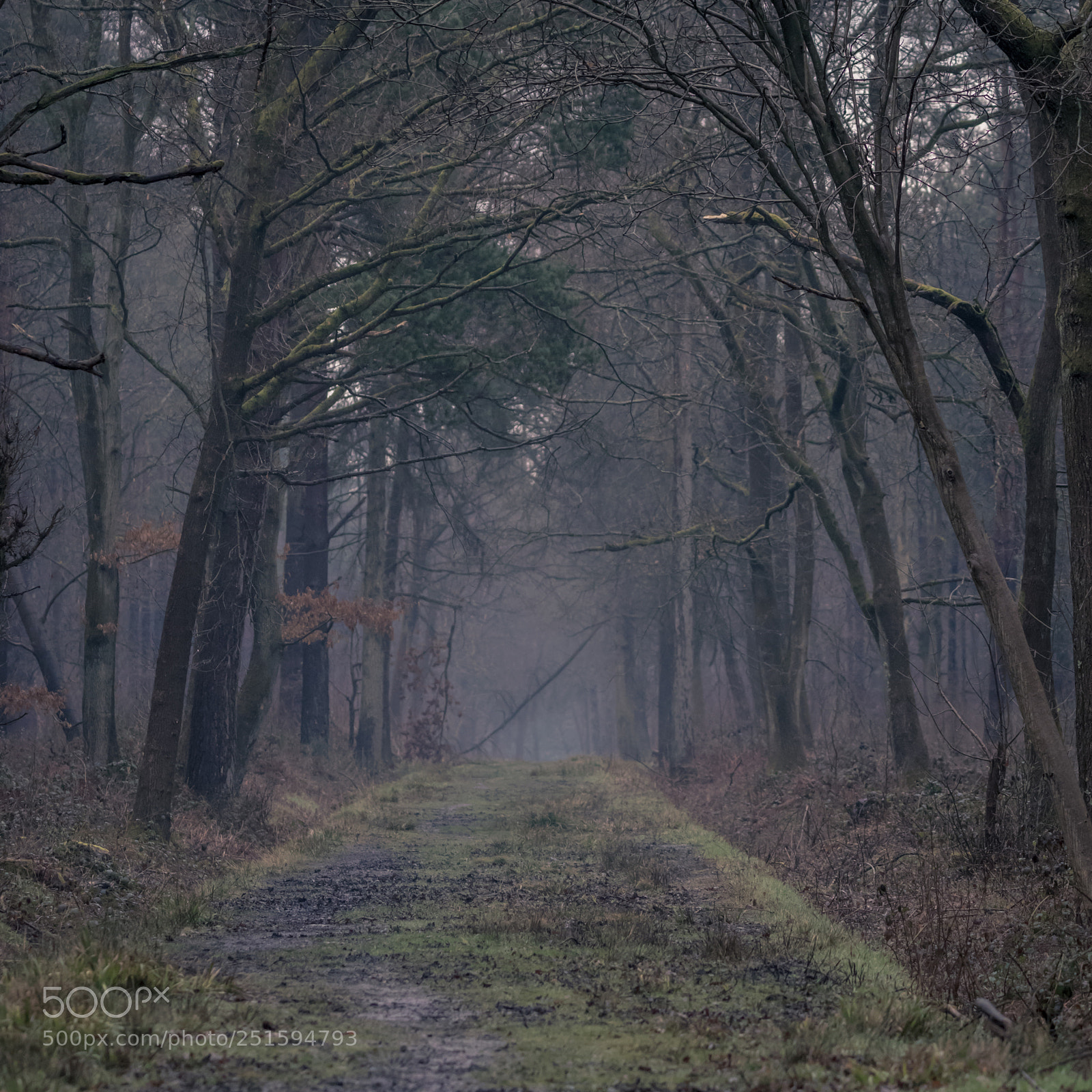 Canon EOS 80D sample photo. Mist in the woods photography