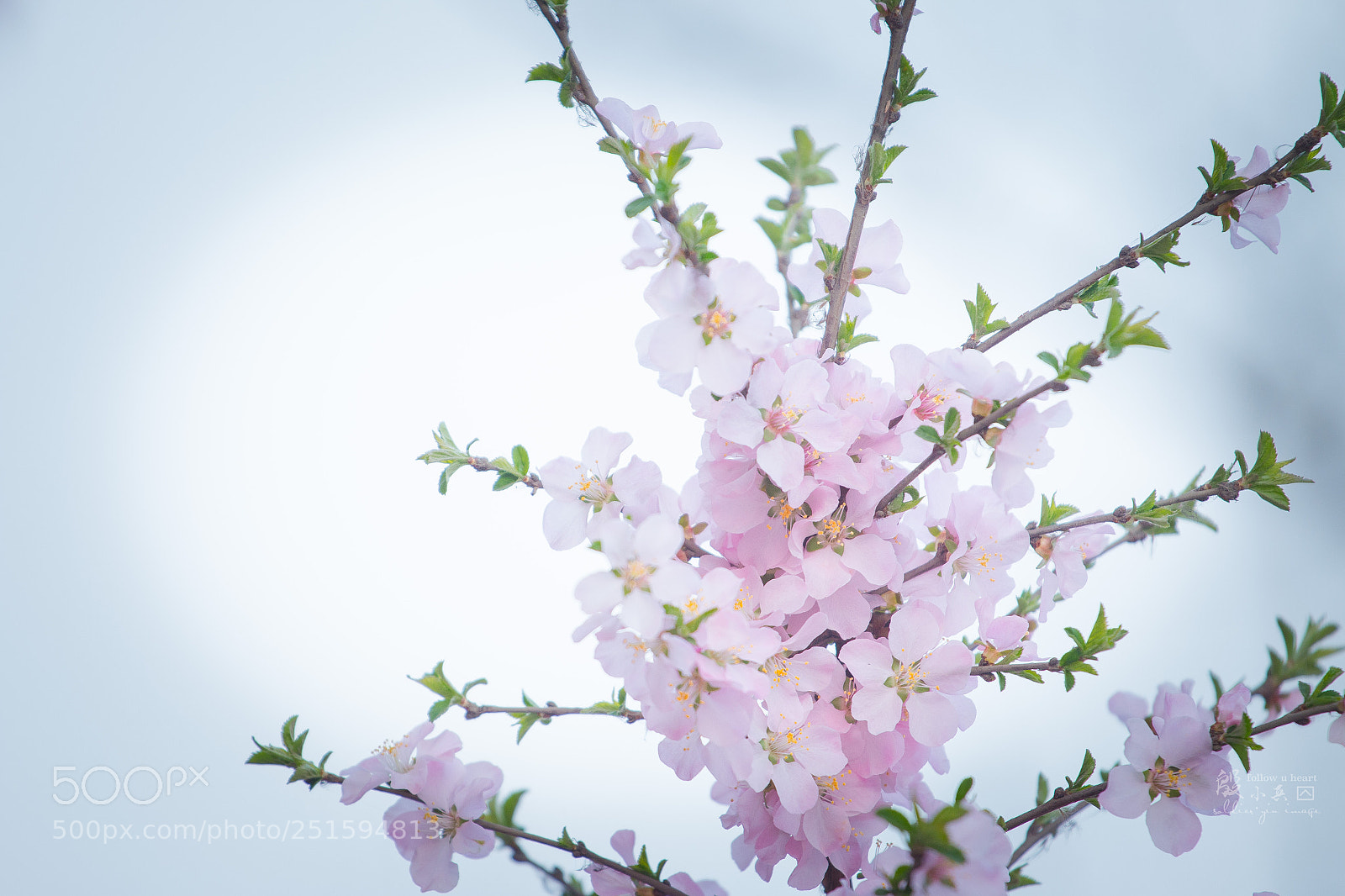 Canon EOS 70D sample photo. 桃 photography