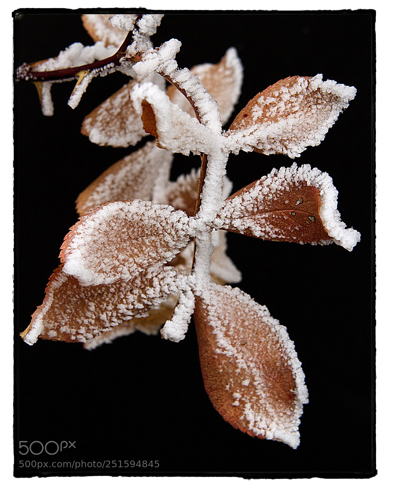 Canon EOS 7D sample photo. Frosted leaves 2. photography