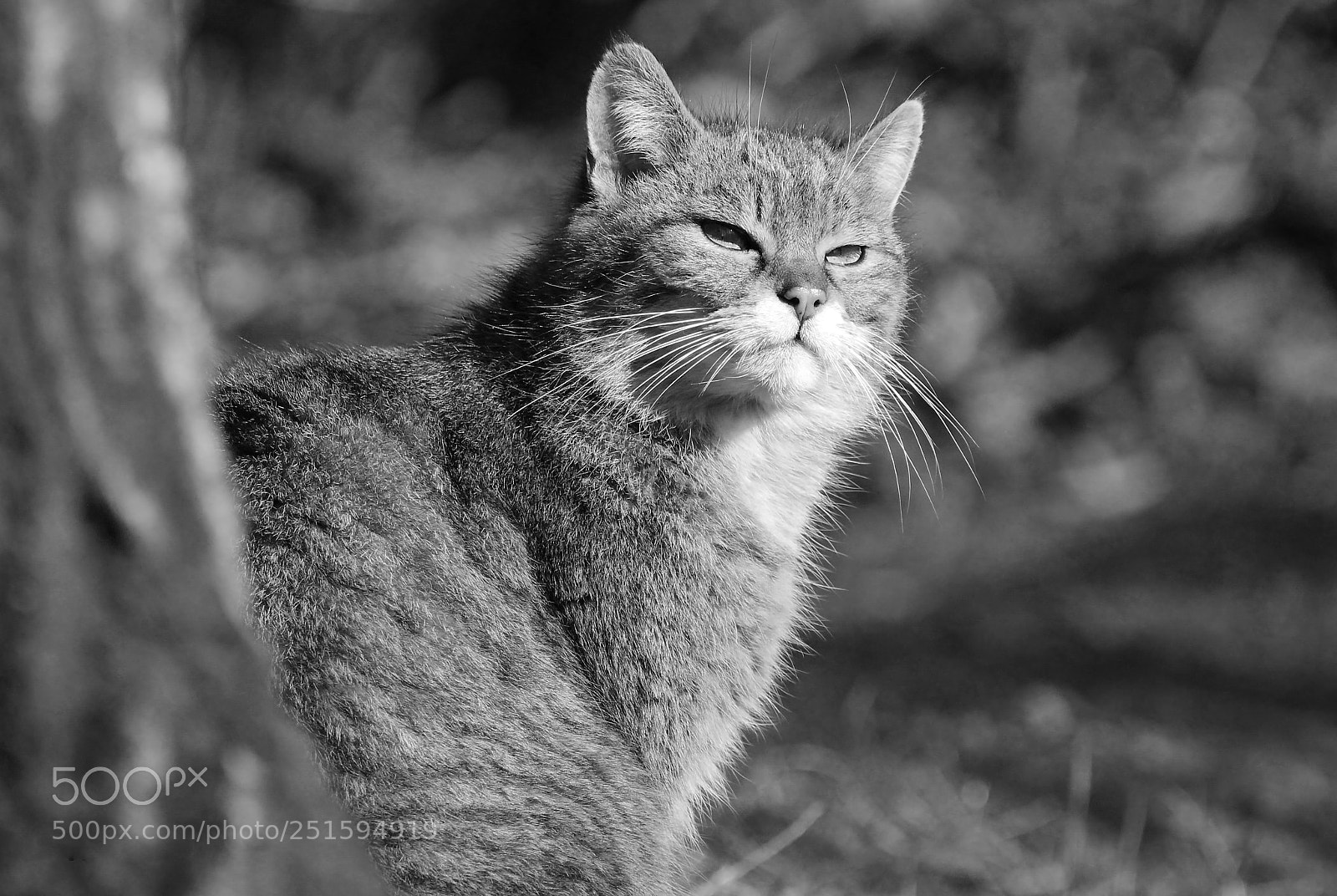 Canon EOS 1200D (EOS Rebel T5 / EOS Kiss X70 / EOS Hi) sample photo. Wildcat photography
