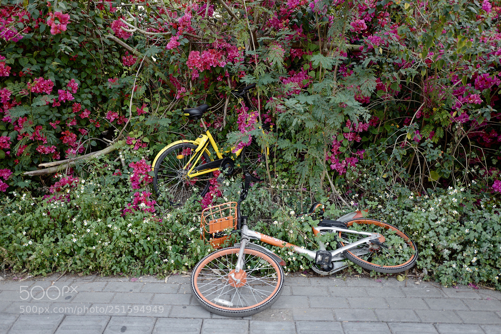 Leica Q (Typ 116) sample photo. 誤入花叢的共享單車 photography