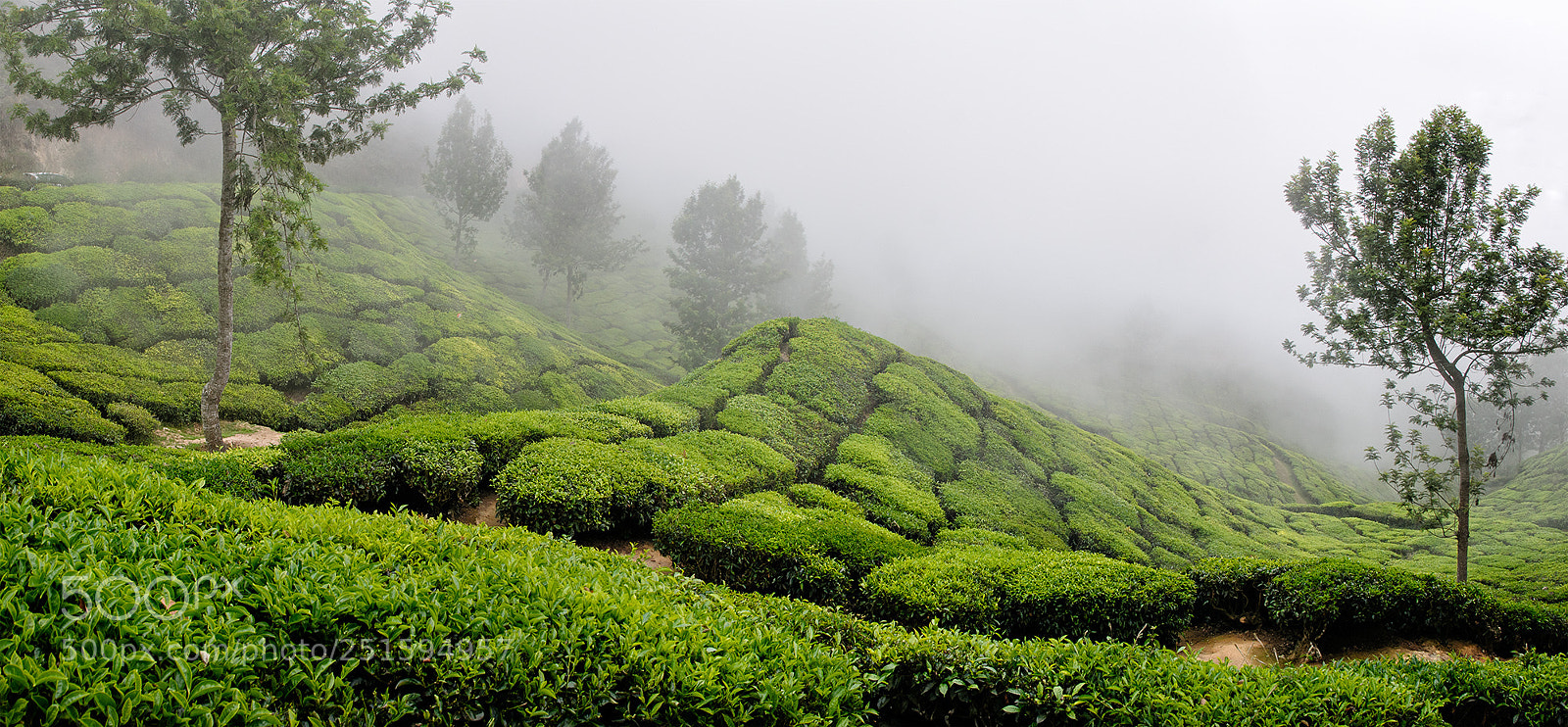 Nikon D300 sample photo. Midday fog 2 photography