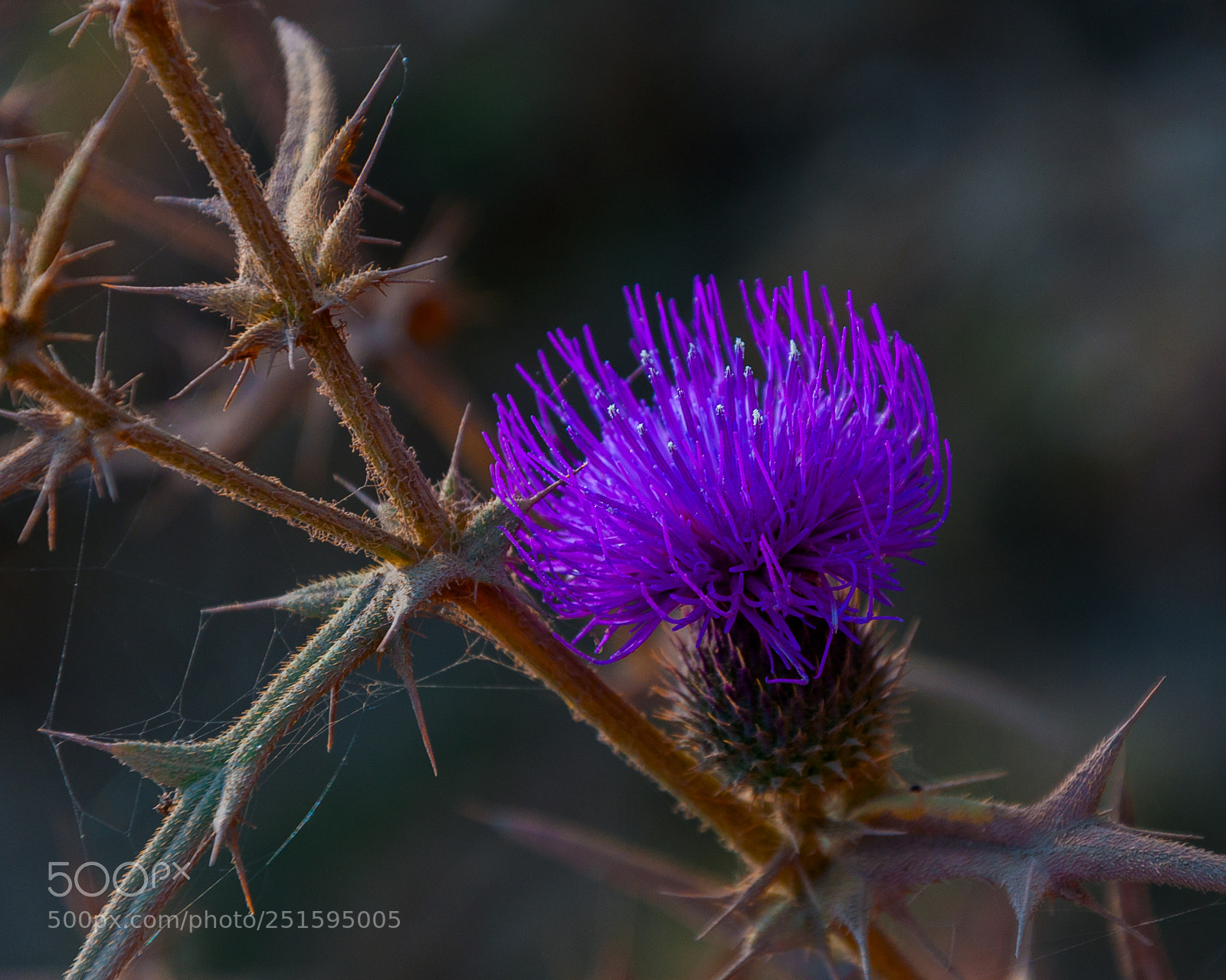Nikon D90 sample photo. Thorny beauty photography
