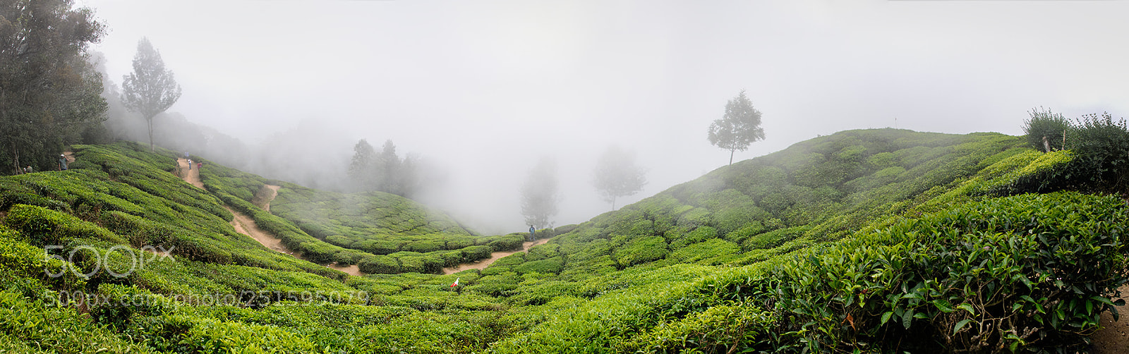 Nikon D300 sample photo. Midday fog 3 photography