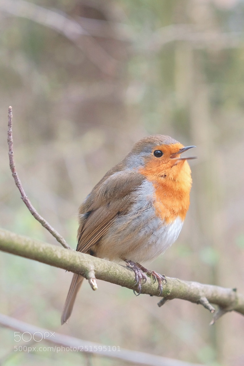 Fujifilm X-T20 sample photo. Erithacus rubecula photography