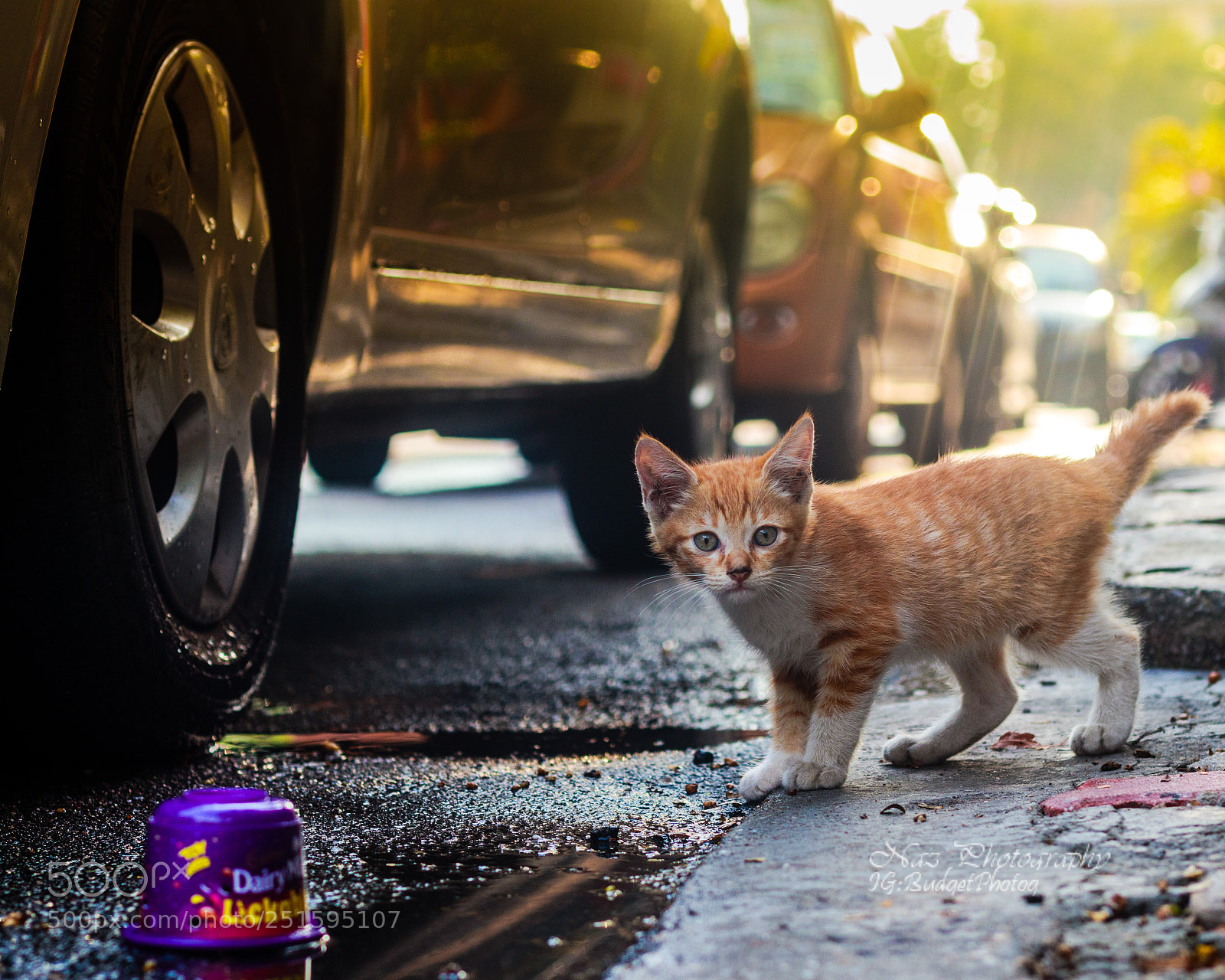 Canon EOS M5 sample photo. A wild kitten appear photography