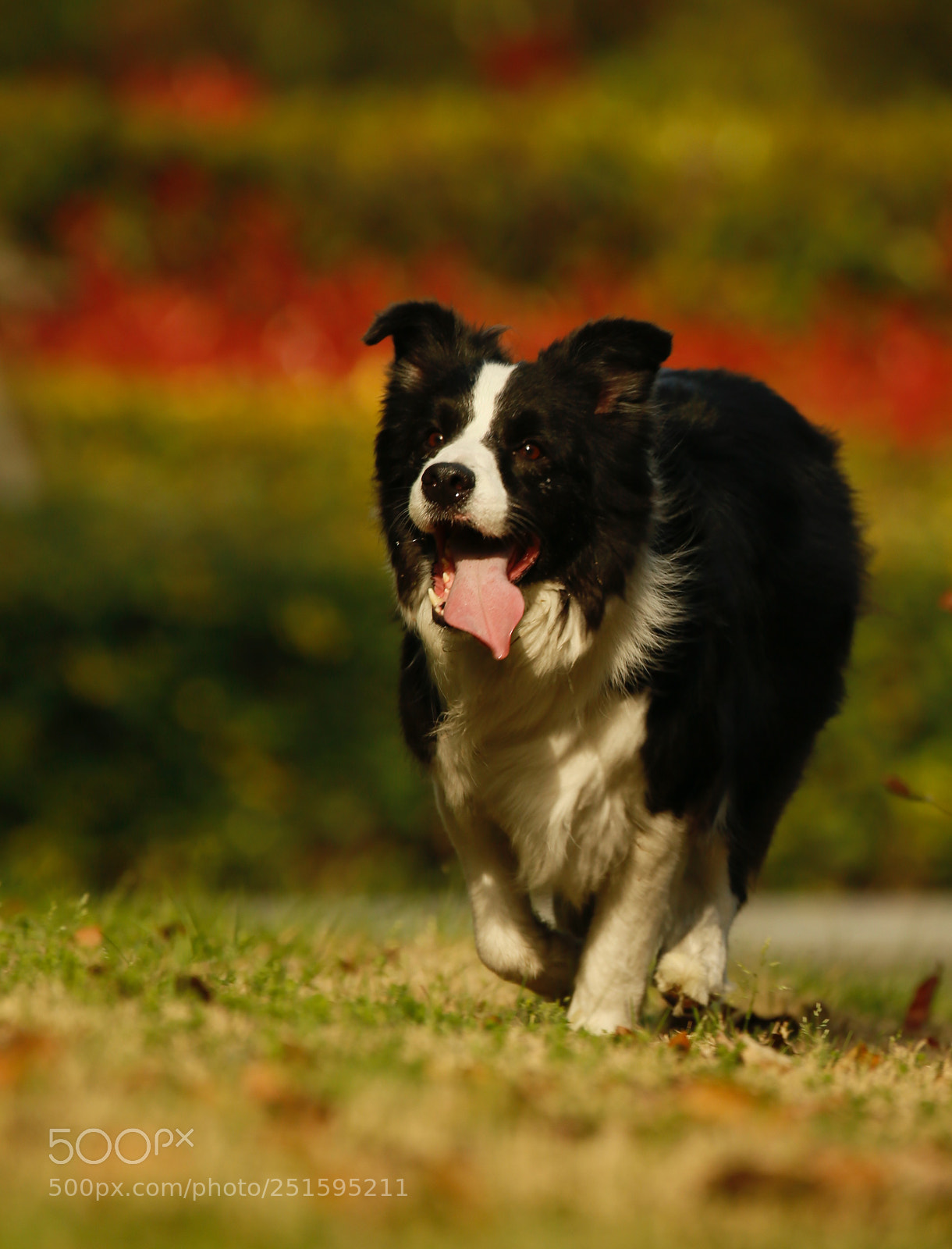 Canon EOS-1D X sample photo. W photography