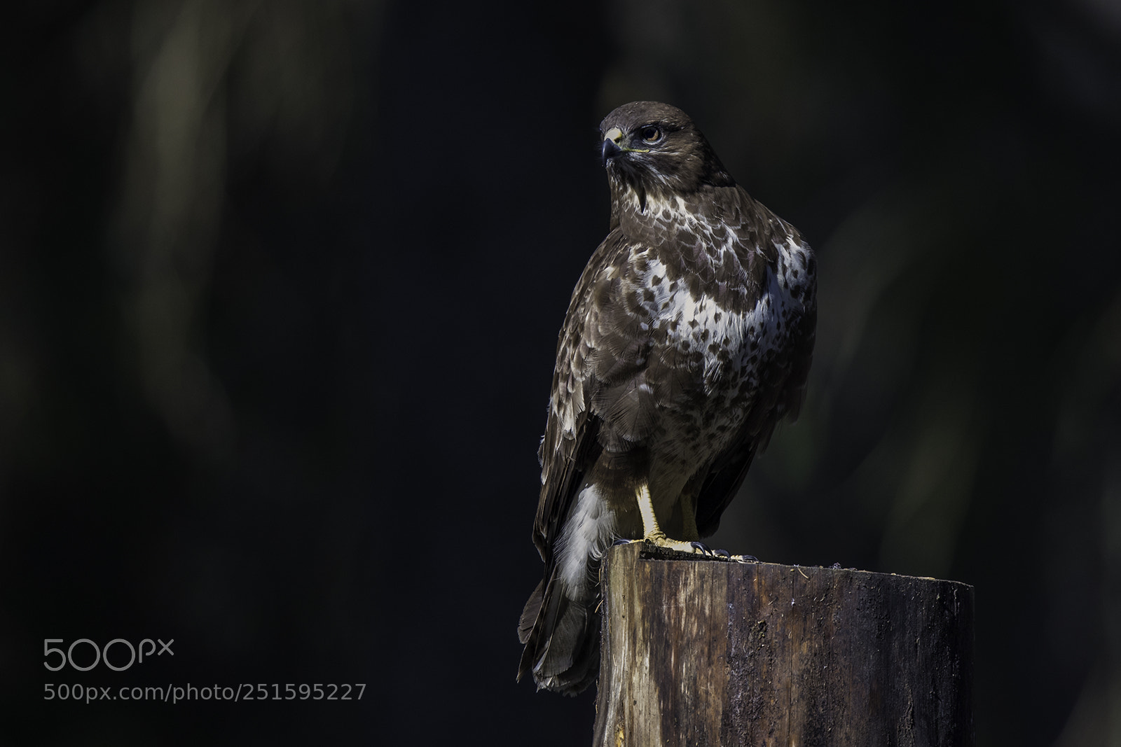 Canon EOS 5D Mark IV sample photo. Buzzard photography
