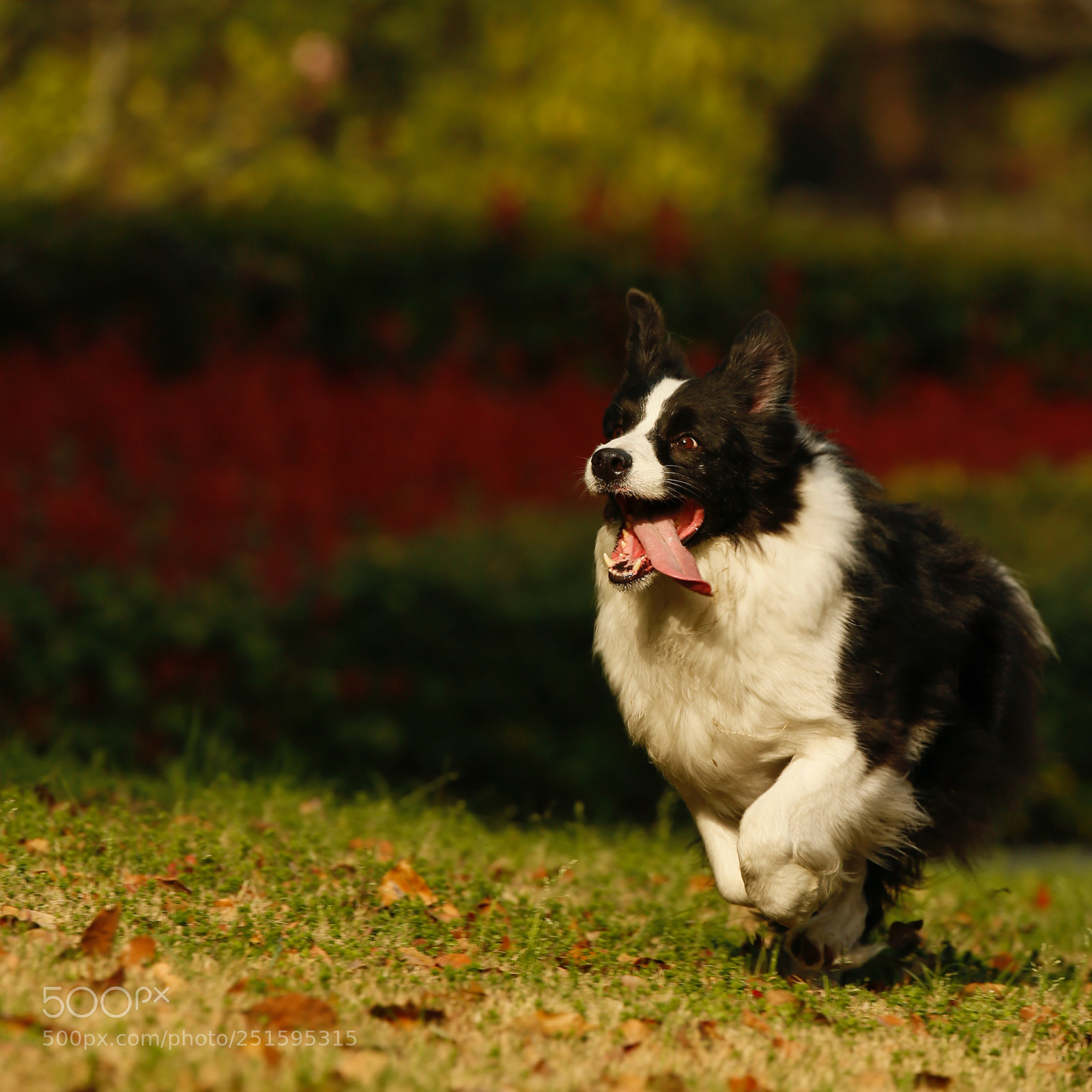 Canon EOS-1D X sample photo. W photography