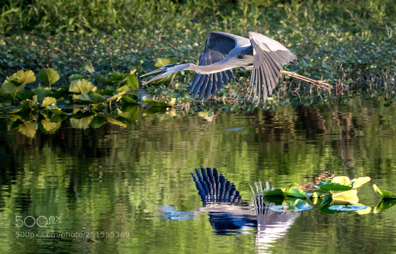 Nikon D850 sample photo. Flight photography