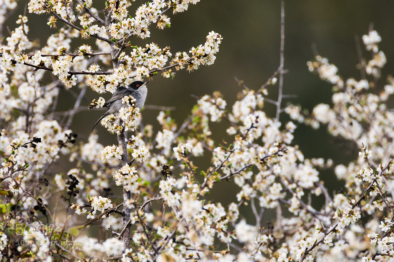 Sony a7R II sample photo. Sardinian warbler photography