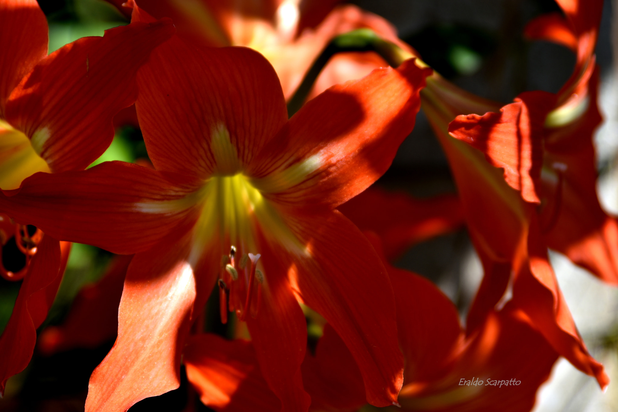 Nikon D7200 sample photo. Dsc_4491.1.jpg photography