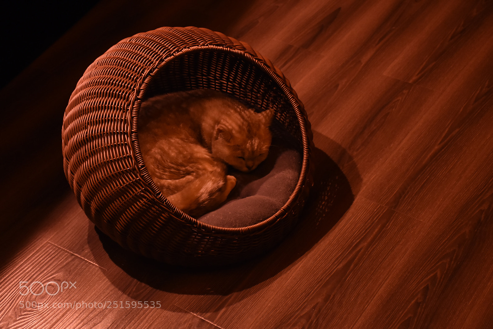 Nikon D7200 sample photo. Untitled photography