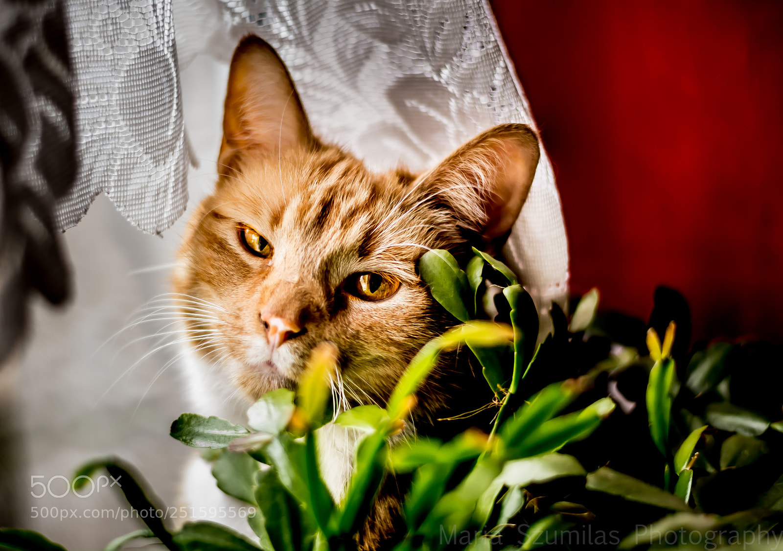 Nikon D7100 sample photo. From behind the bush photography