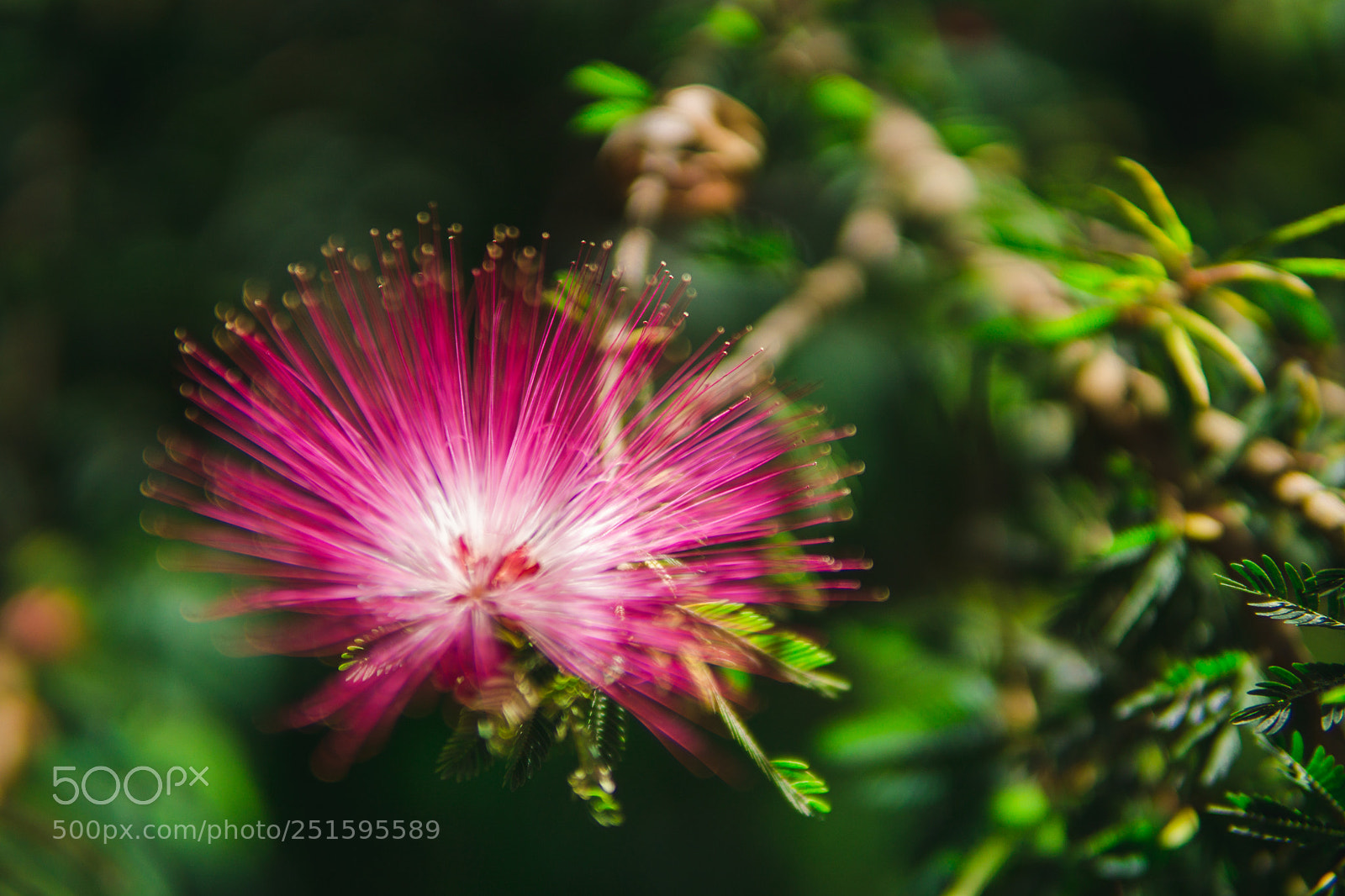 Sony a6000 sample photo. Exotic flower in taiwan photography