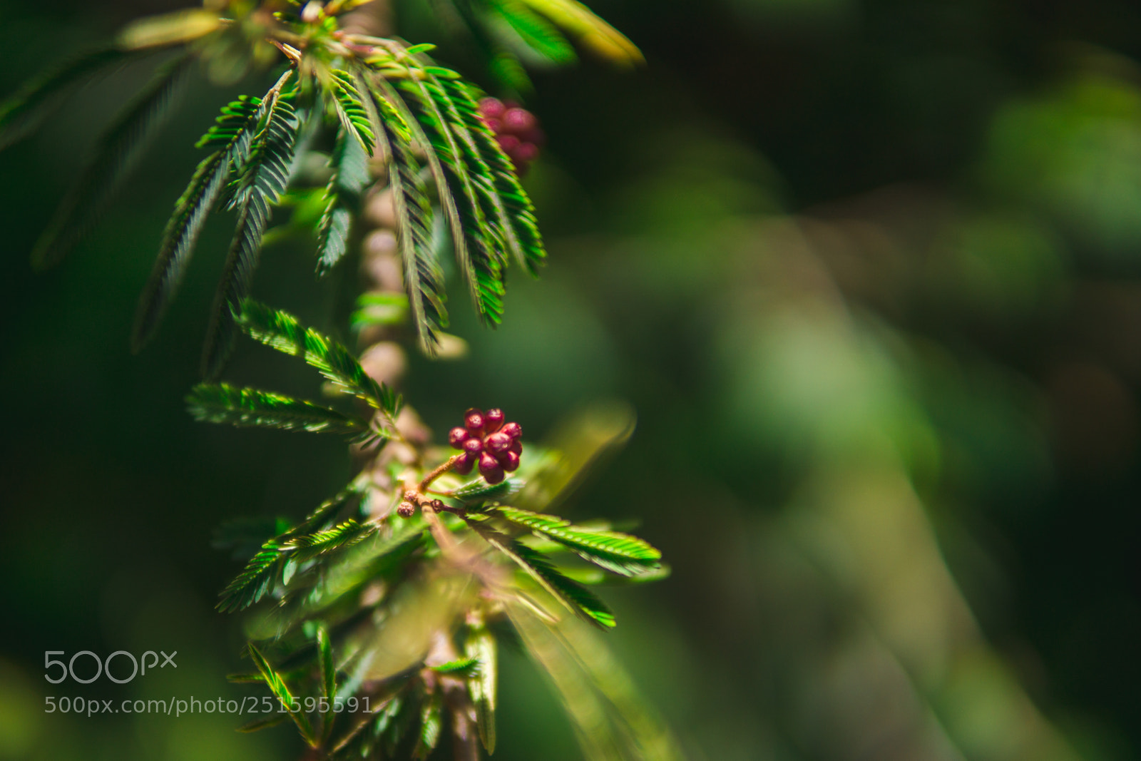 Sony a6000 sample photo. Red life photography